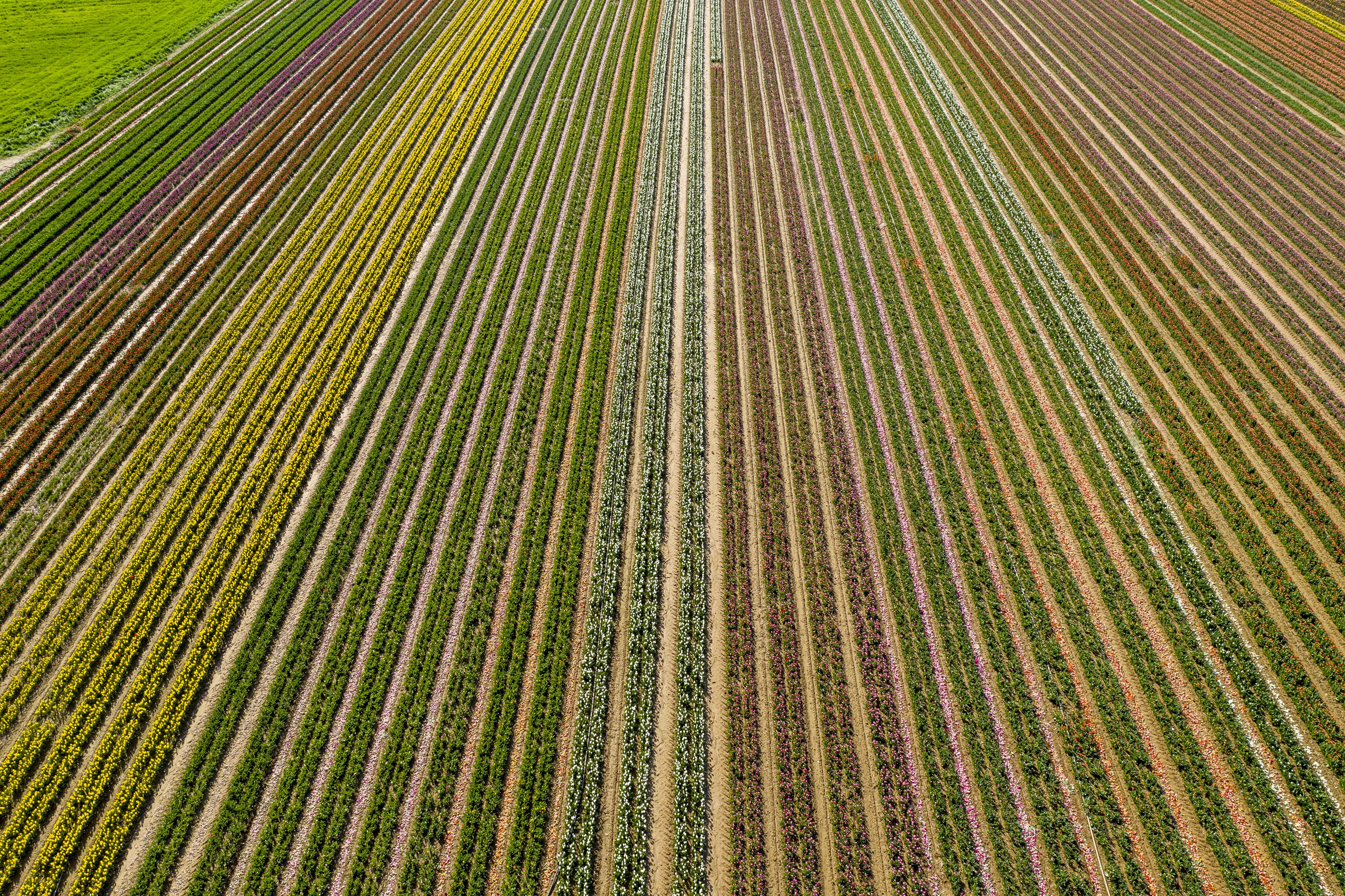 Tulips field, Provence, France