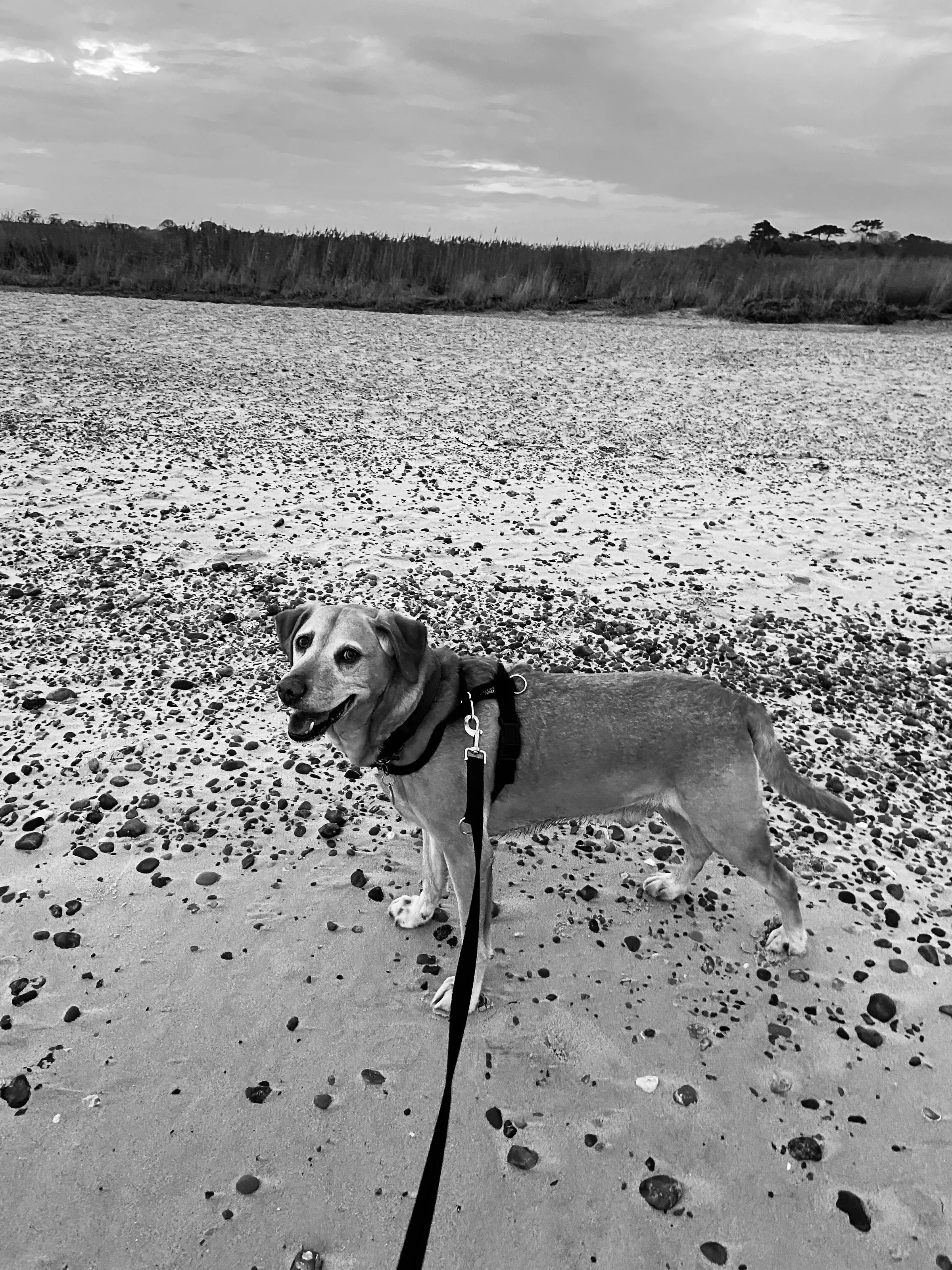 Windy beach