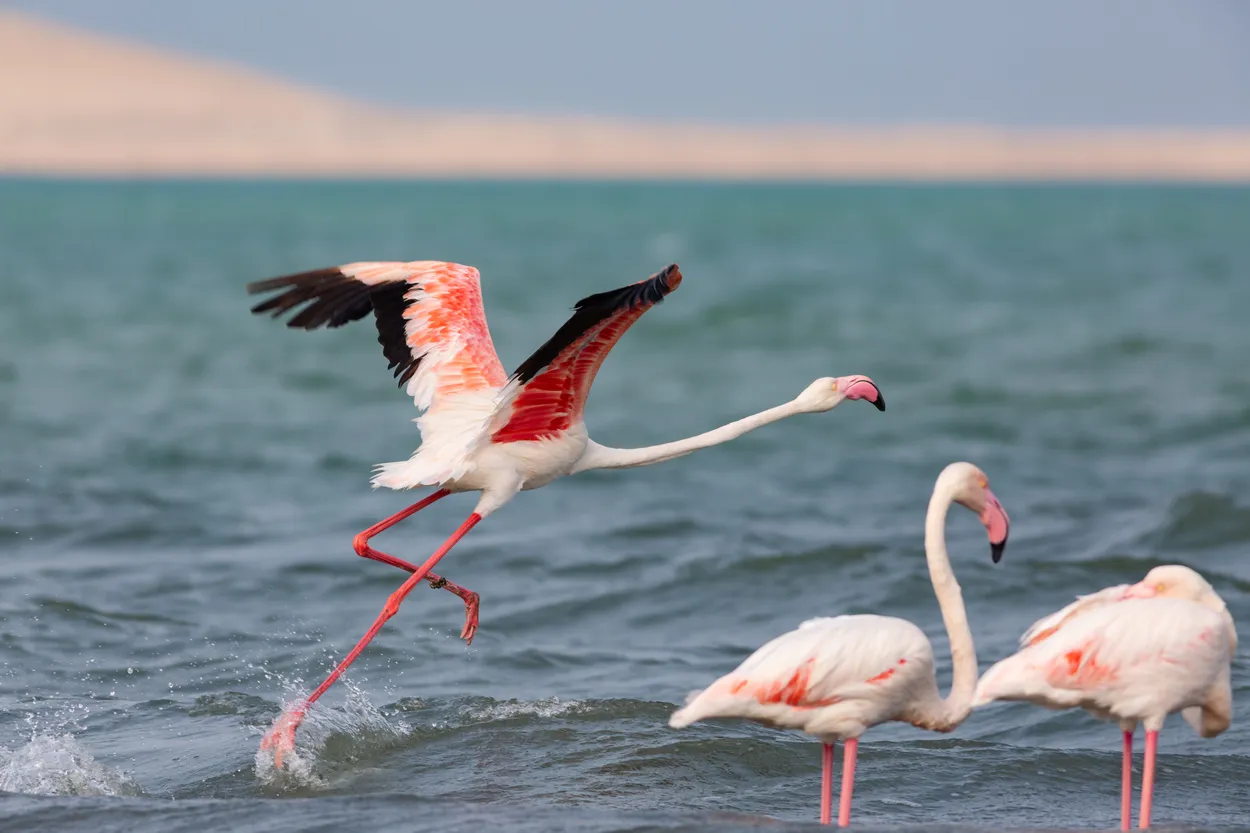 Entry 9546904