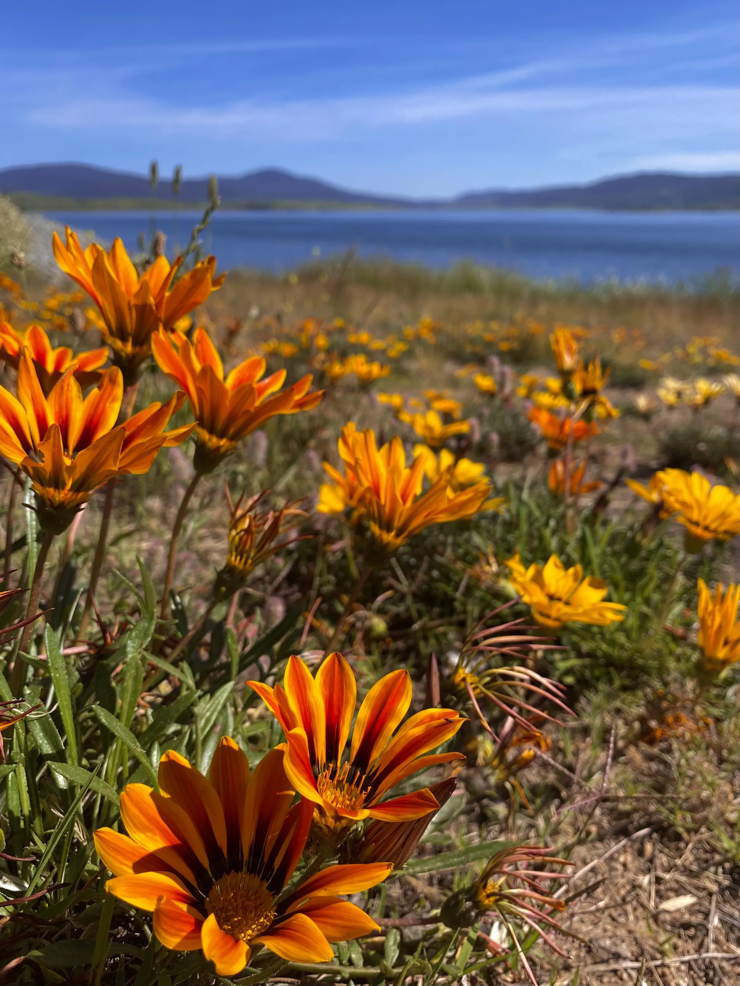 Wildflower Wanderings