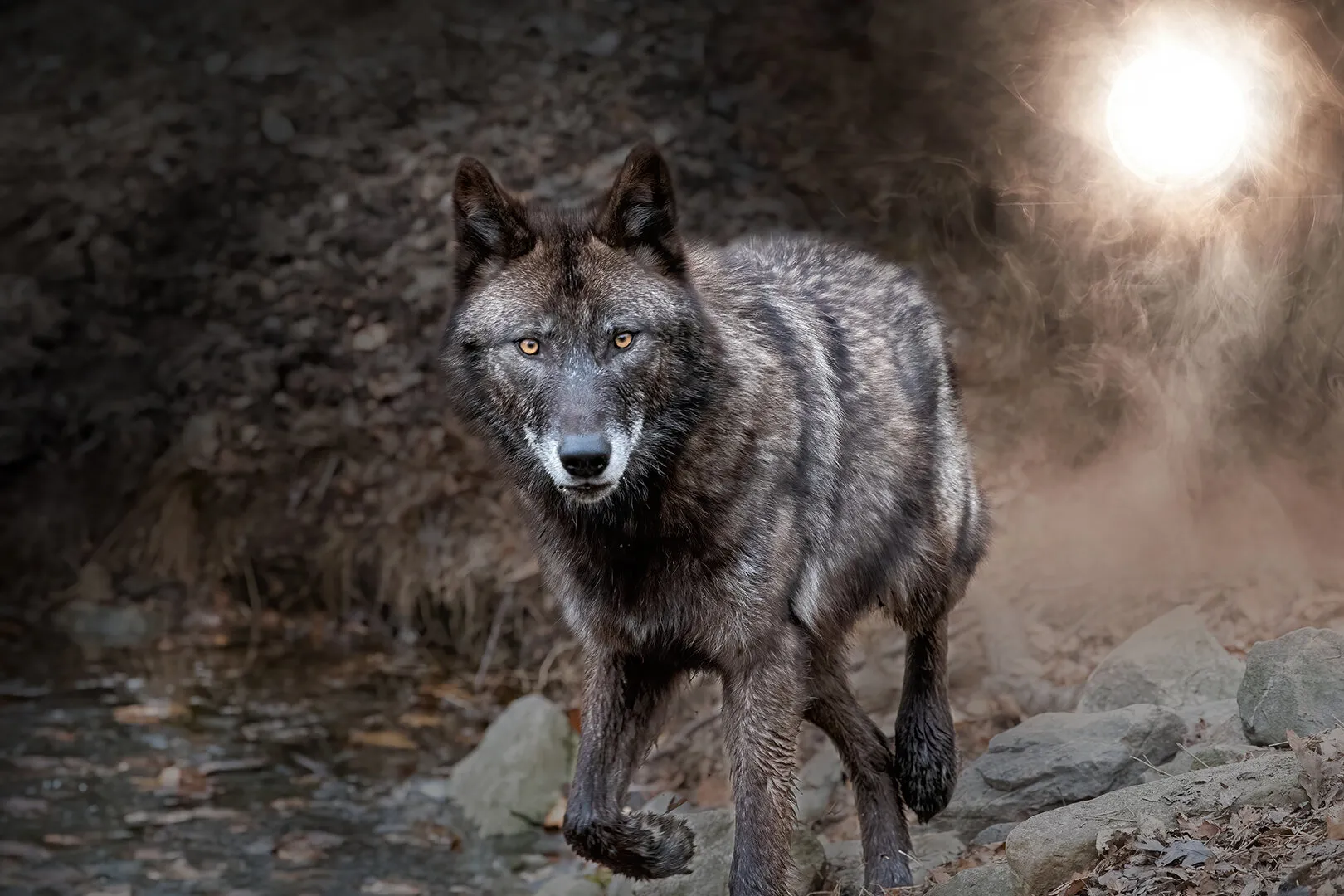Leader of the pack