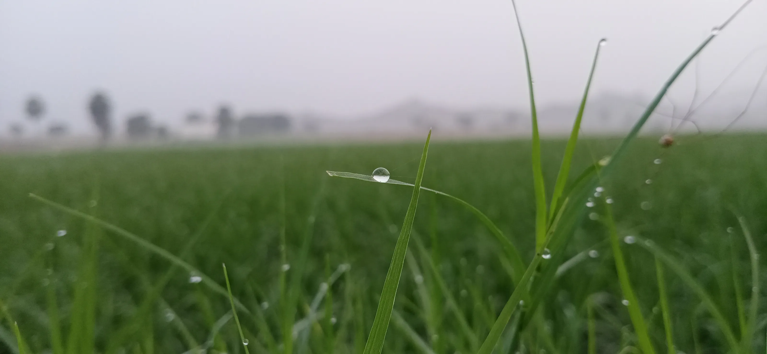 Morning dew