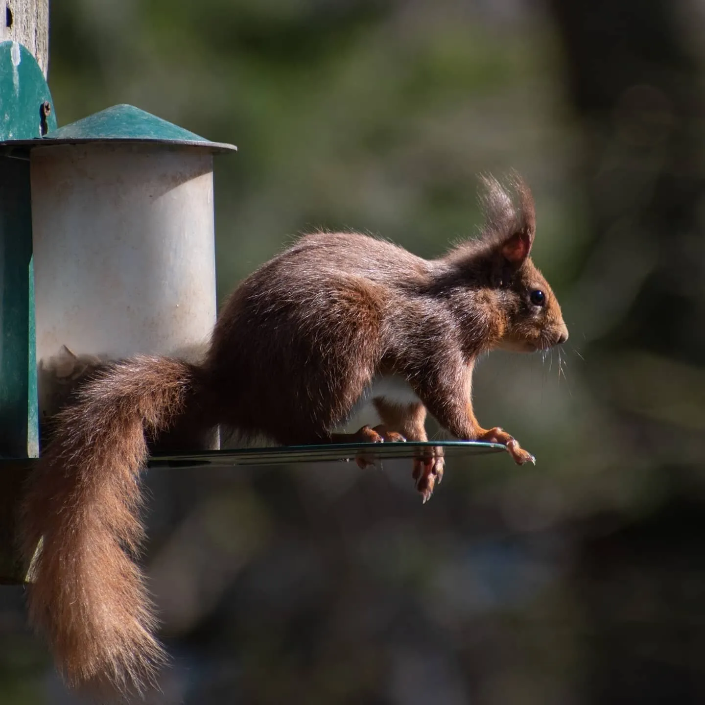 Red Squirrel in Scotland