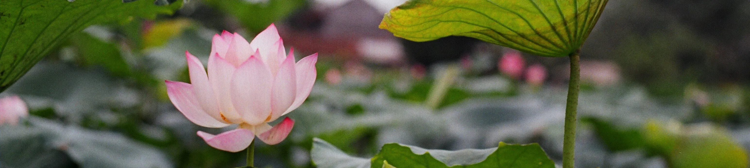 lotus