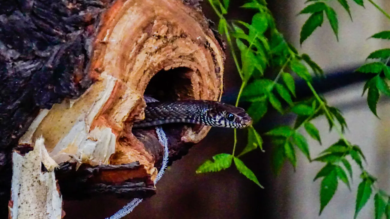 Banner image