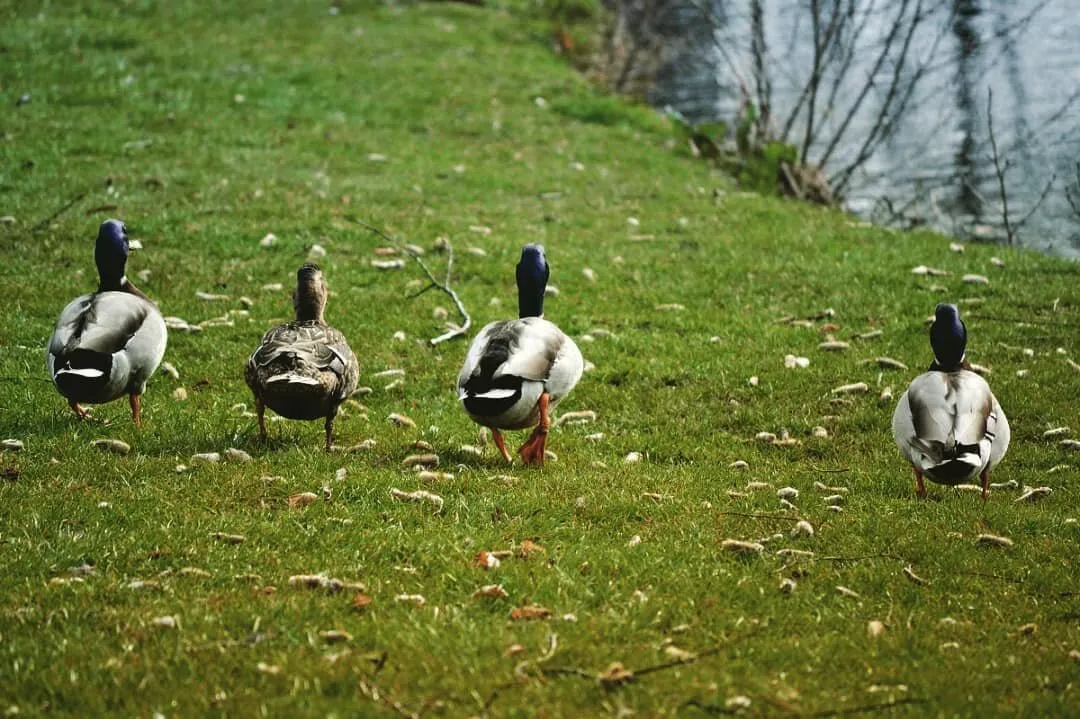 The Pond Duckboys