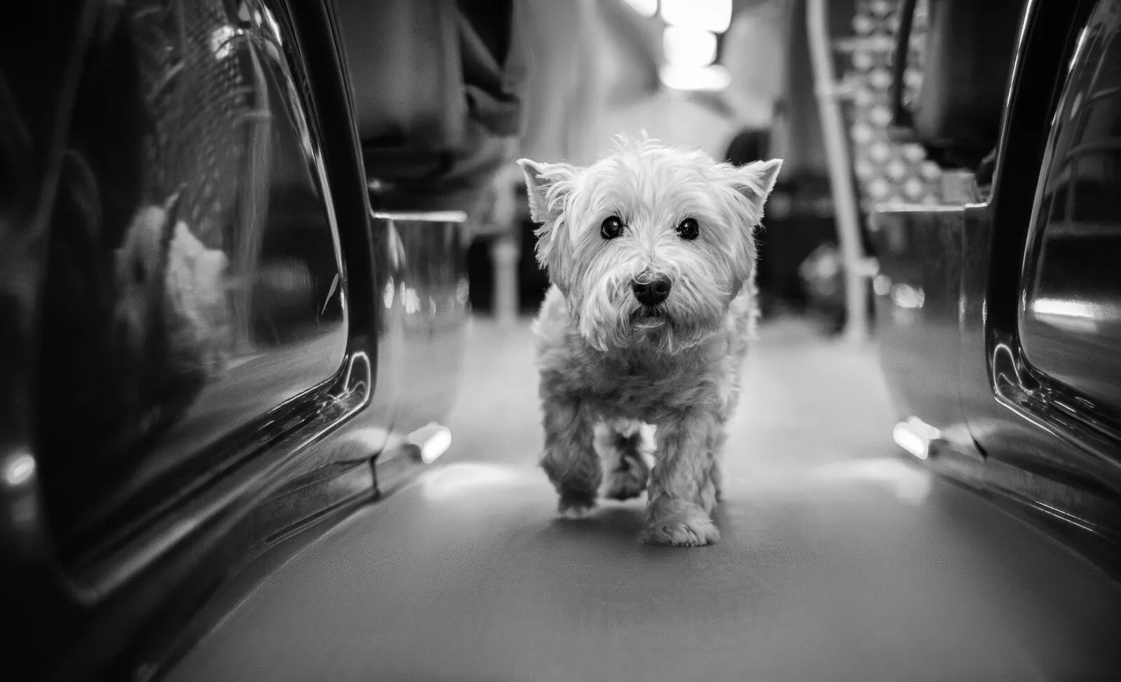Westie in the bus