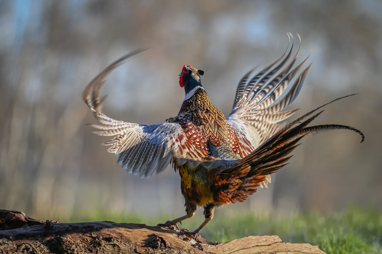 Pheasant Displaying