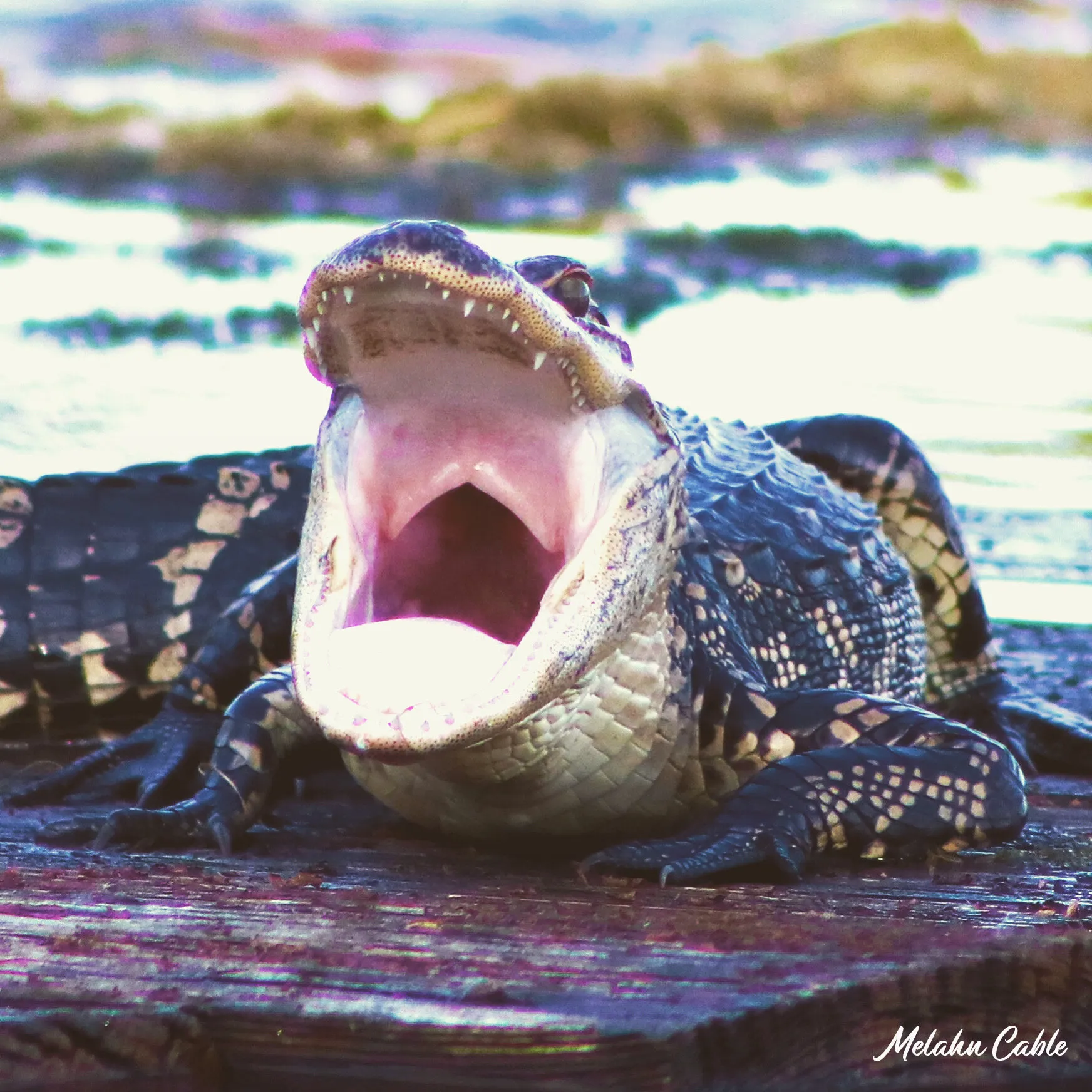 Cecil the alligator yawning for the camera on Marshall Lake, in Apopka, FL