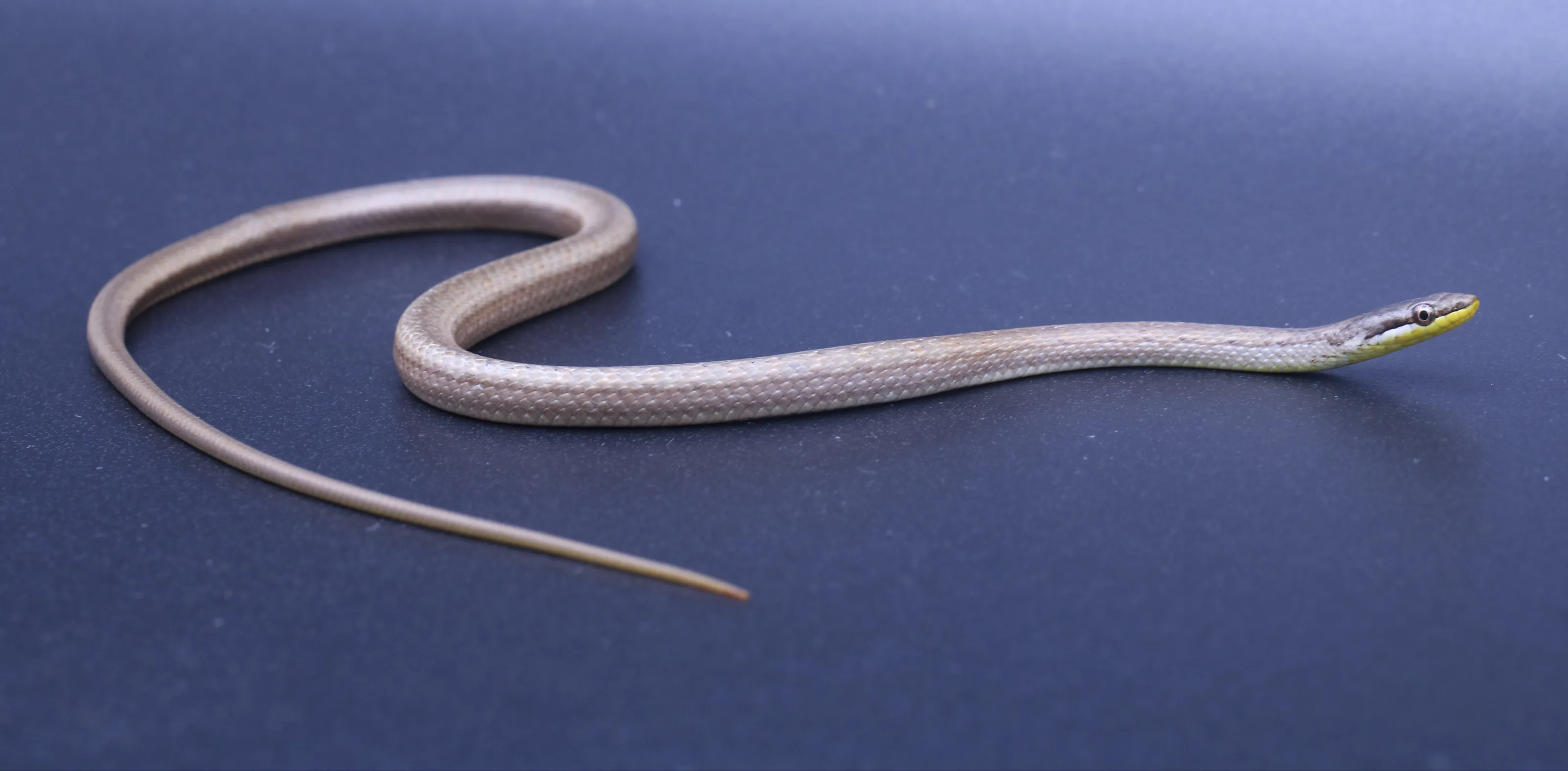 Juvenile Puerto Rican Racer