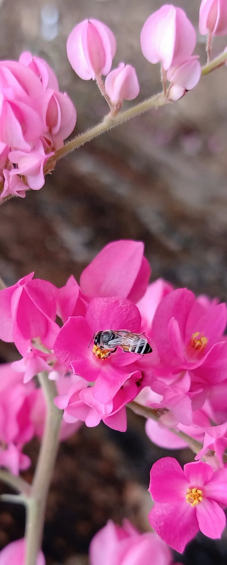 Honey bee and Flower relation