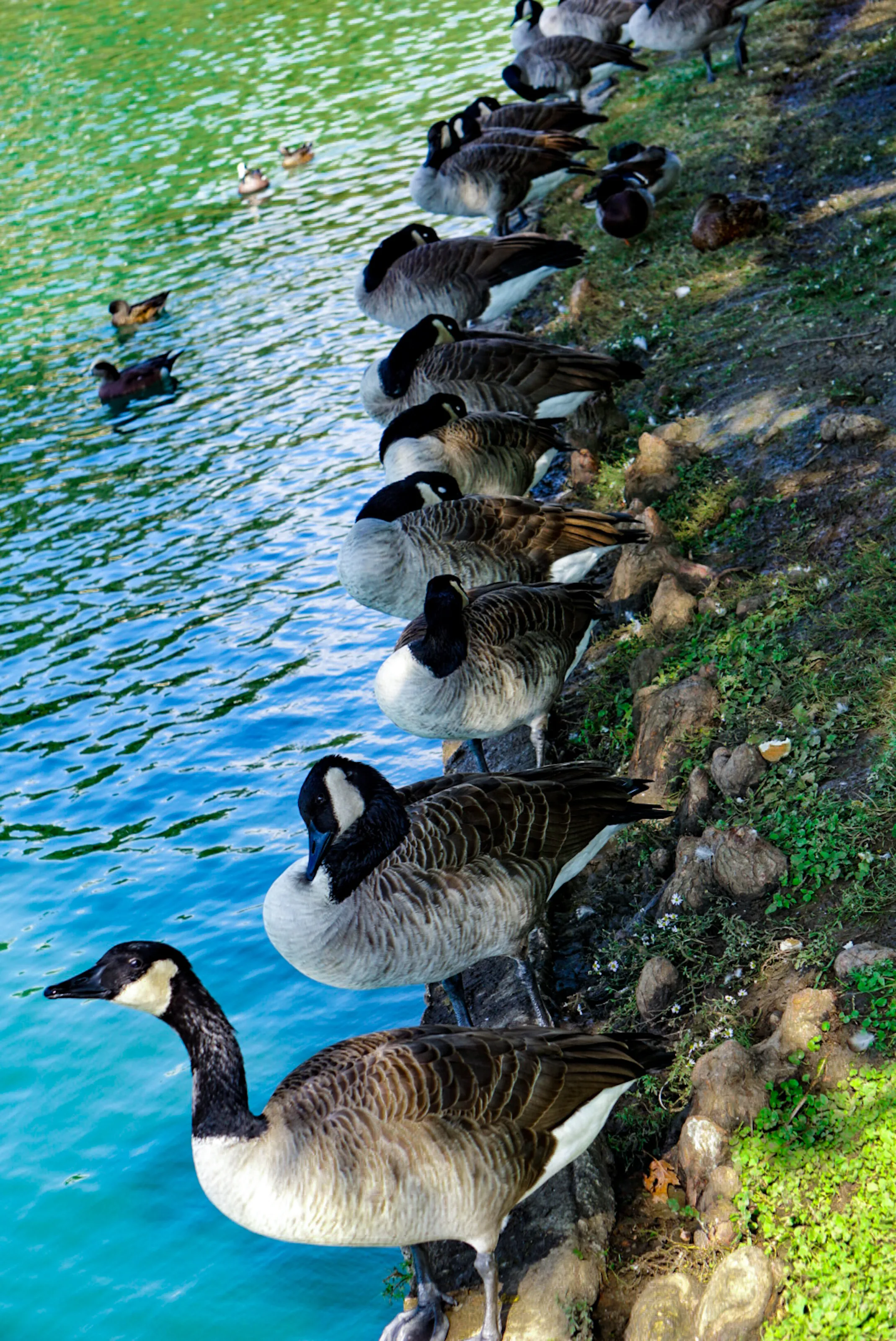 Swans in line