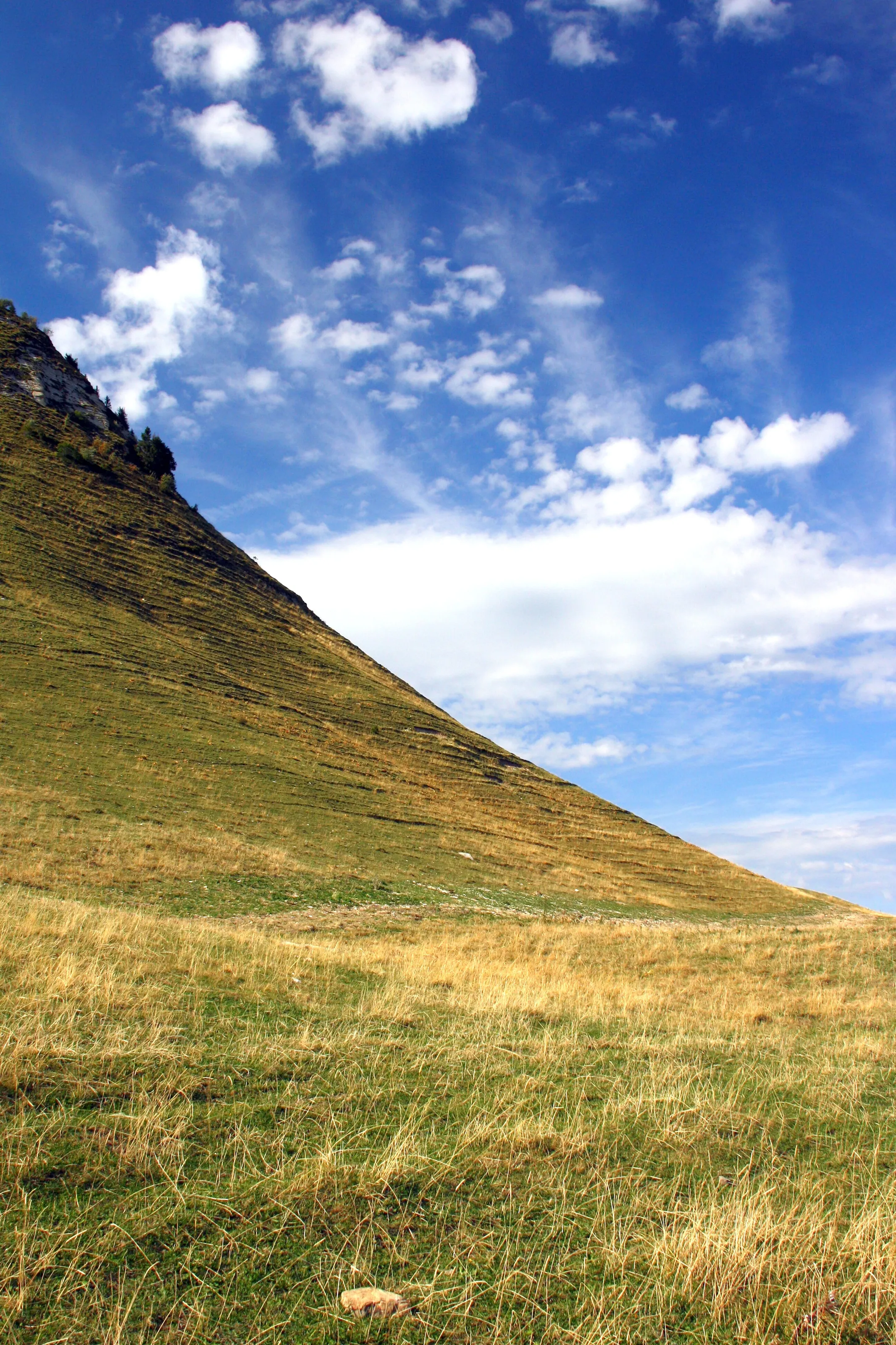 The curve