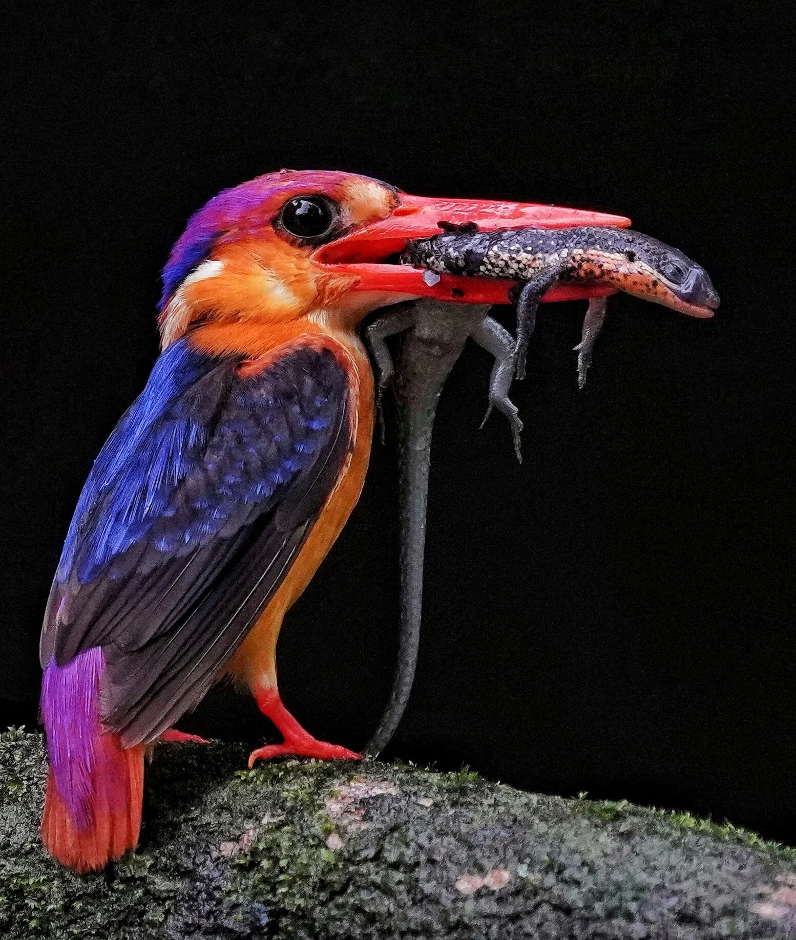 Beautiful Hunter