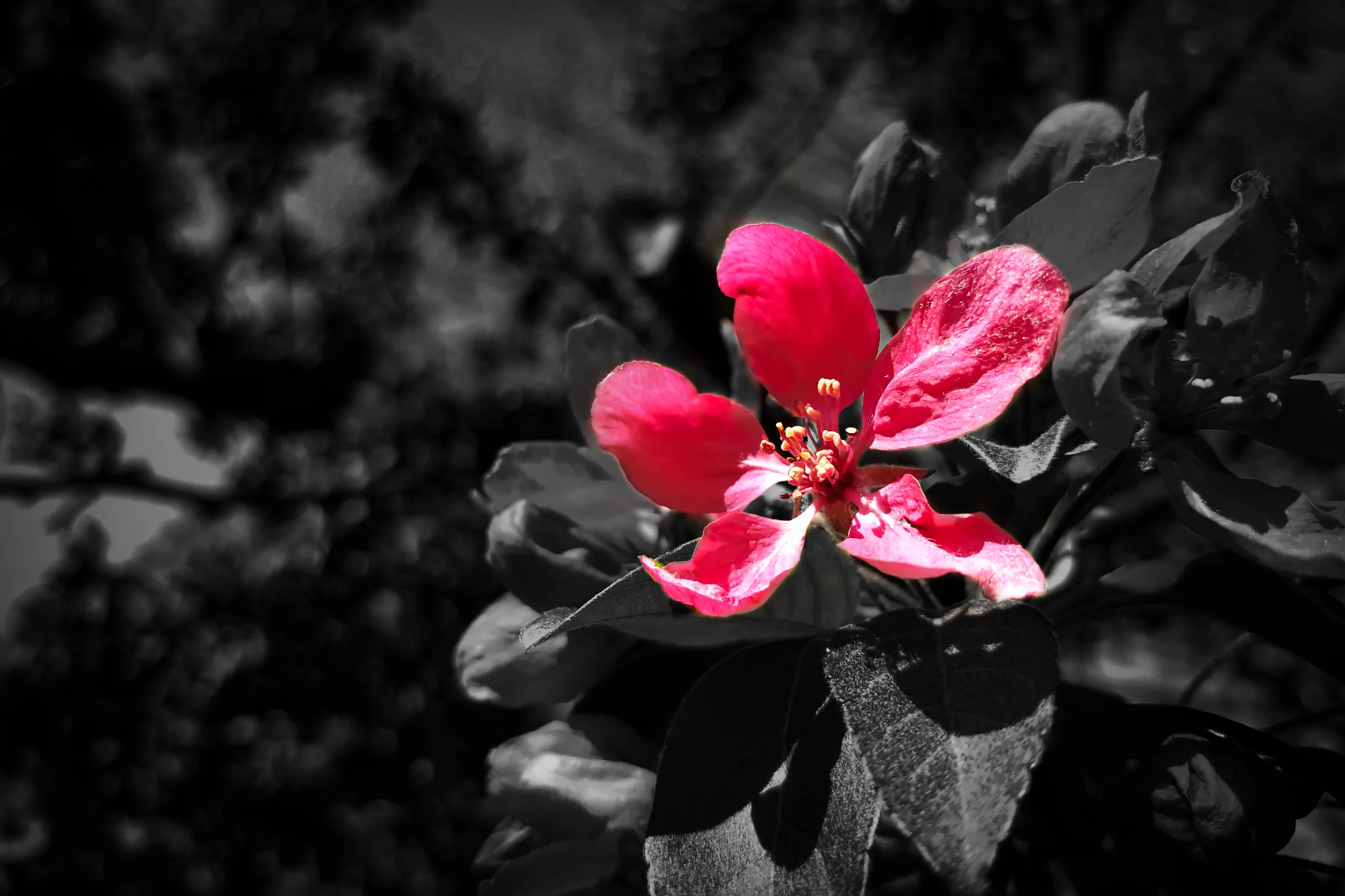 Blossoming Pink Flower