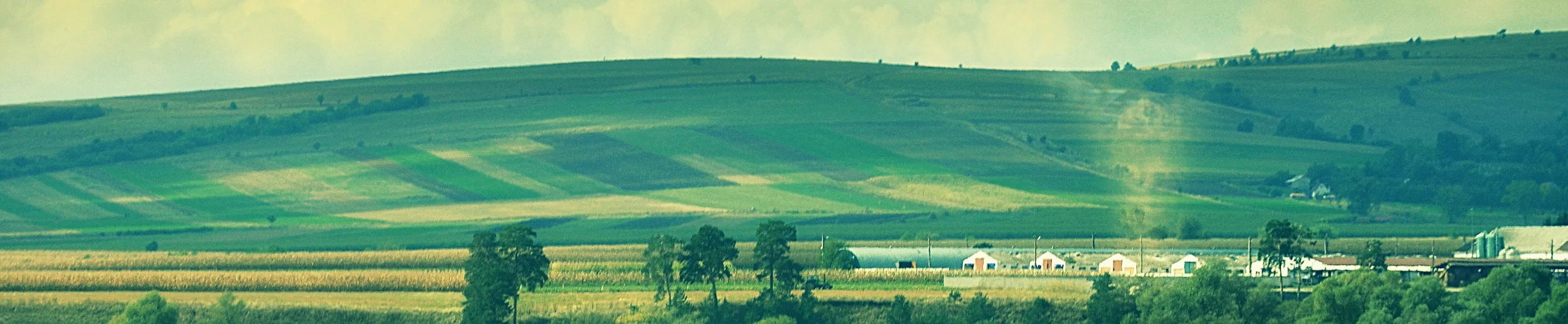 Banner image