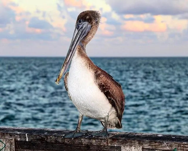 Pelican