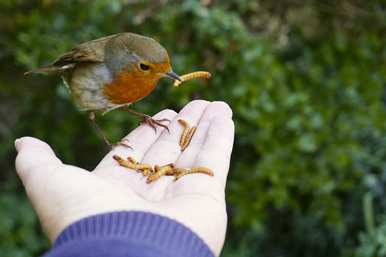 Entry 11267217