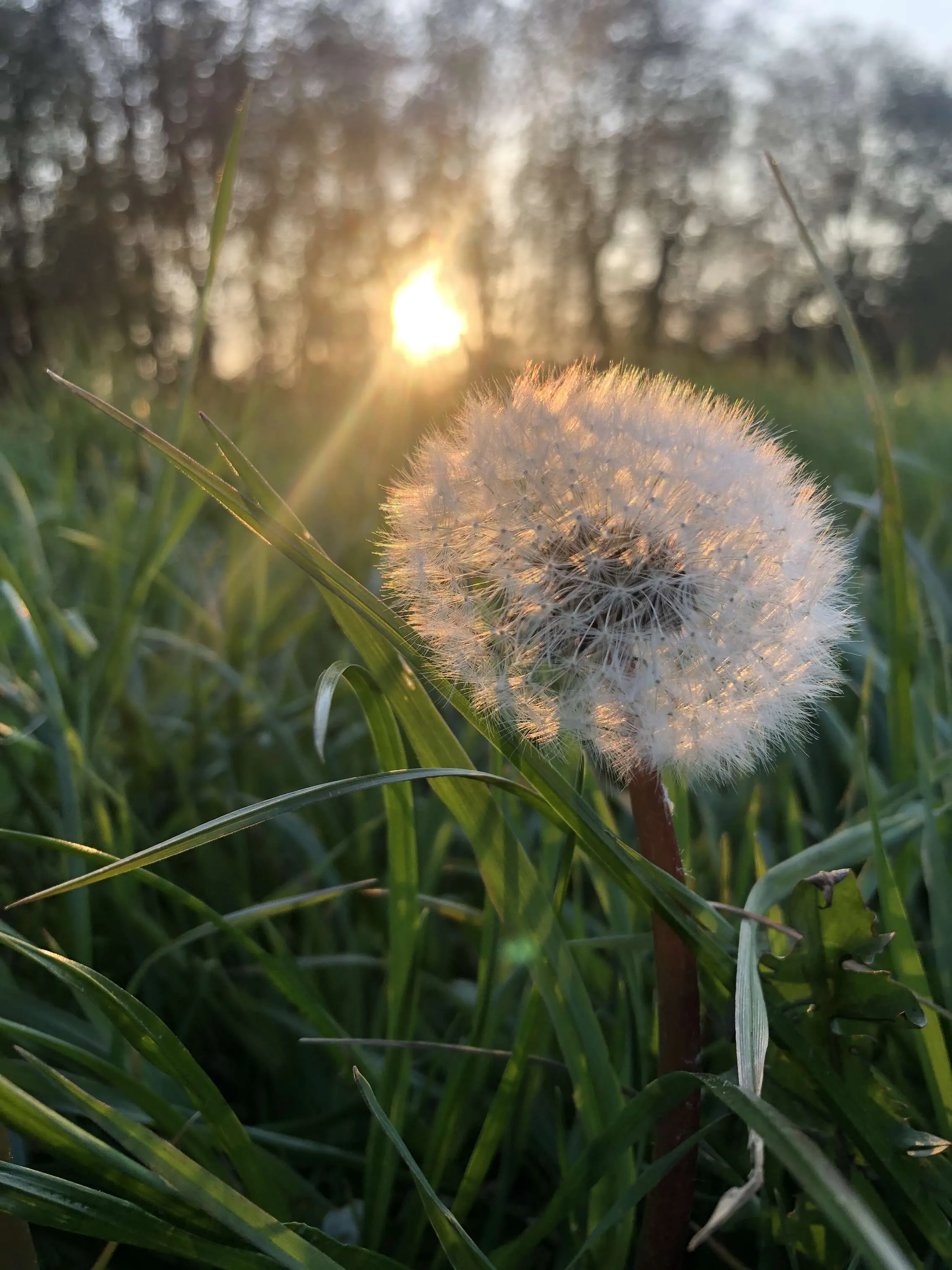 Spring sunset