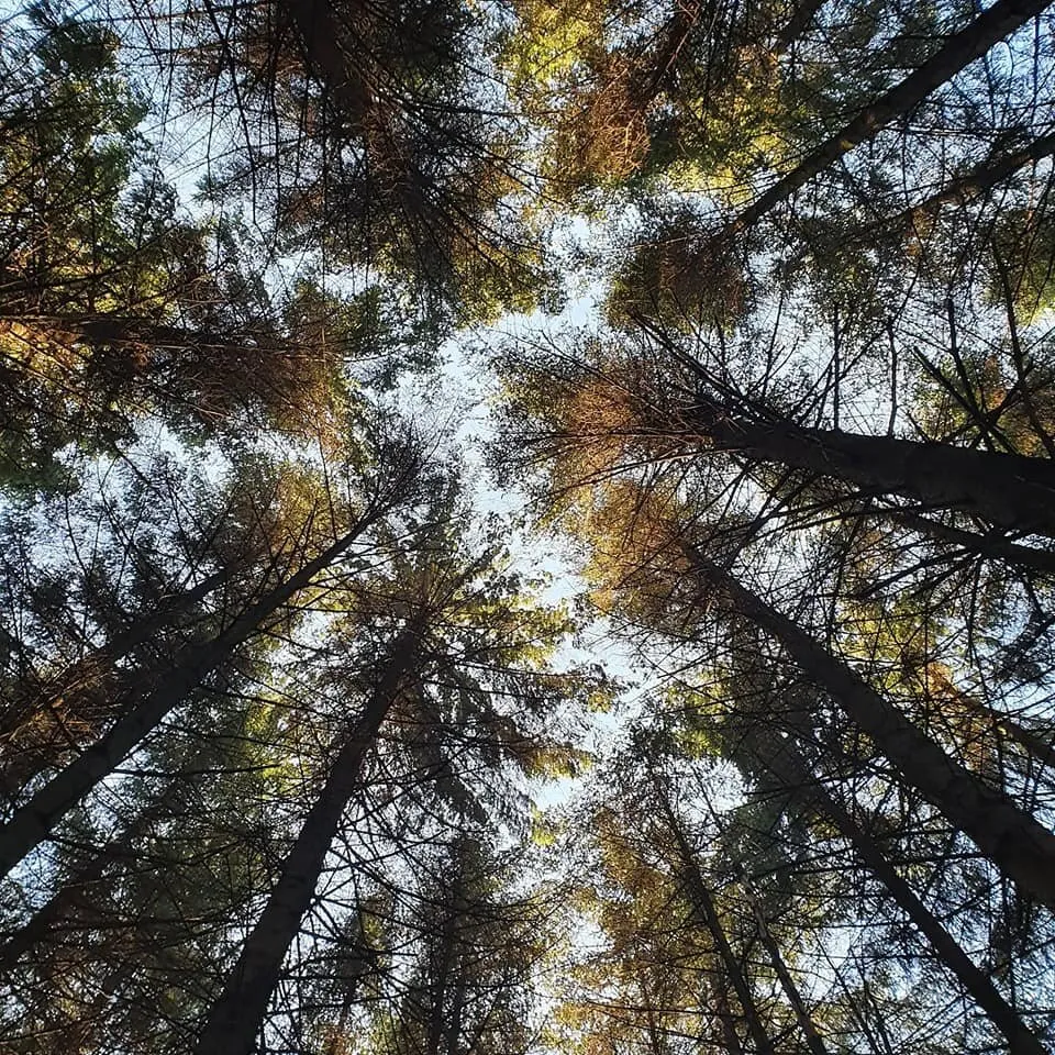 Tree canopy