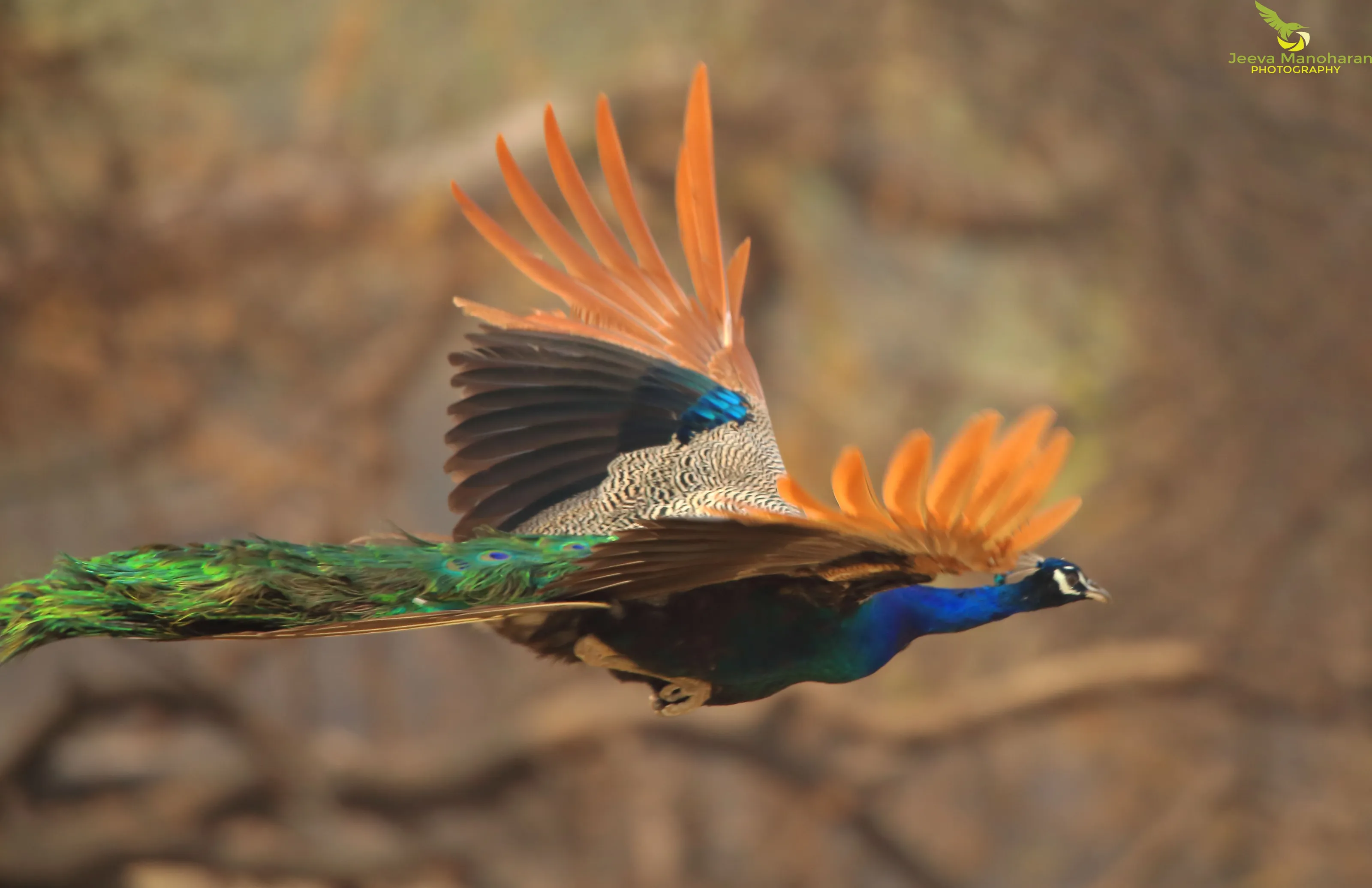 Indian peafowl