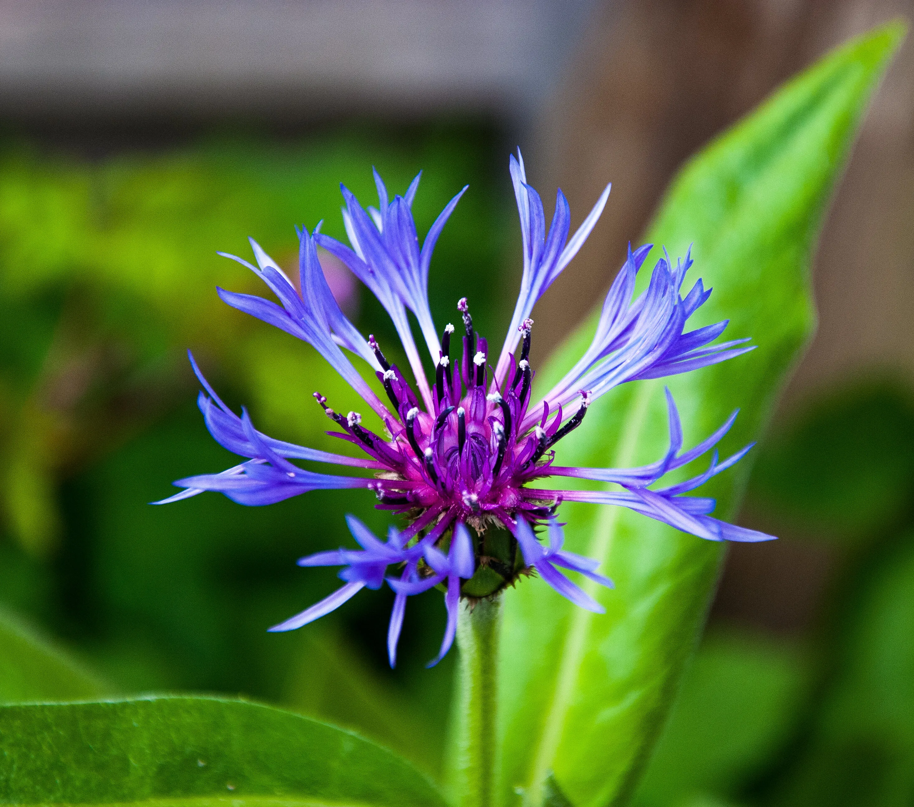 Centaurea Montana
