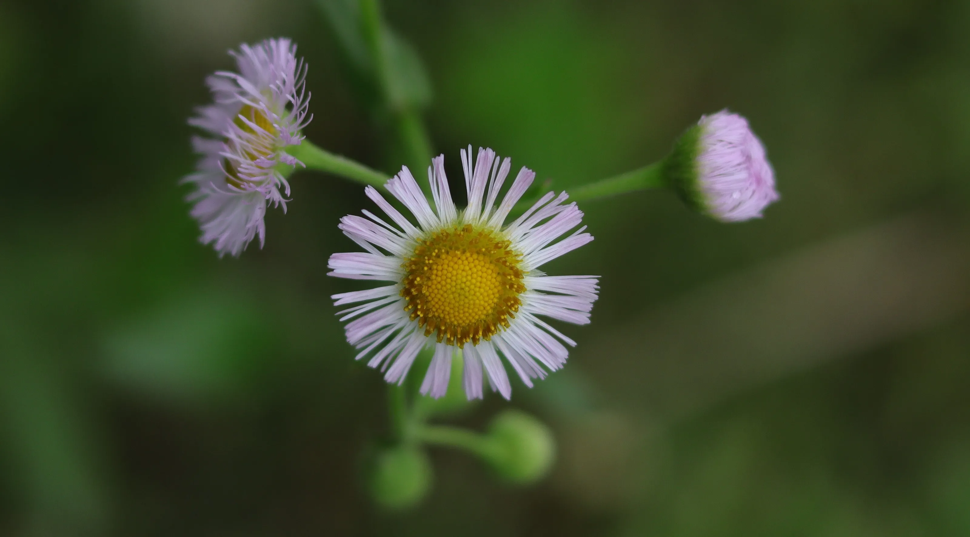 Little purple daisy