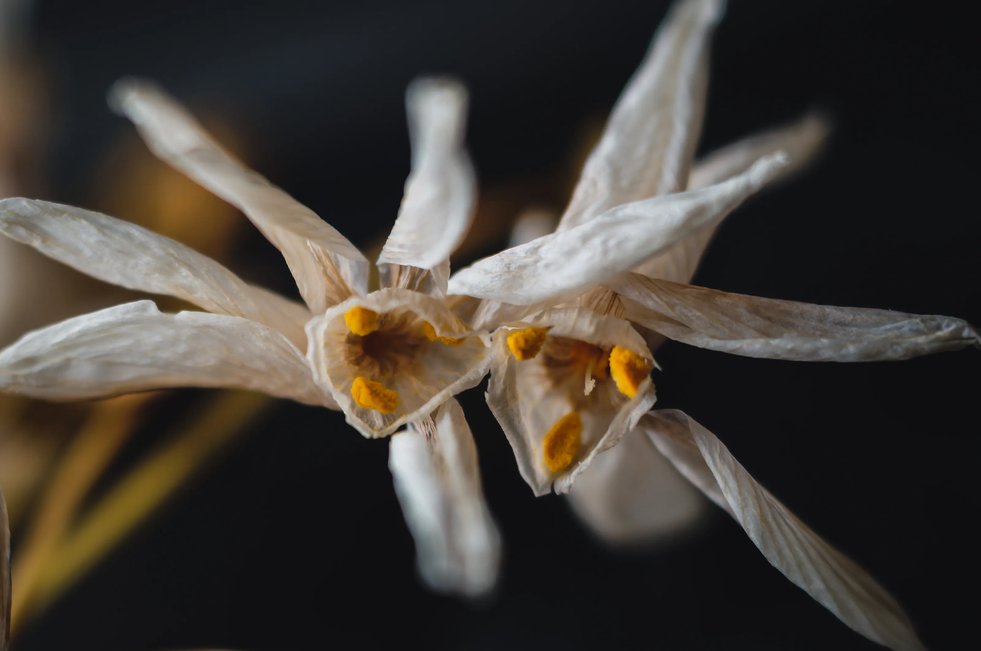 Wilting flowers