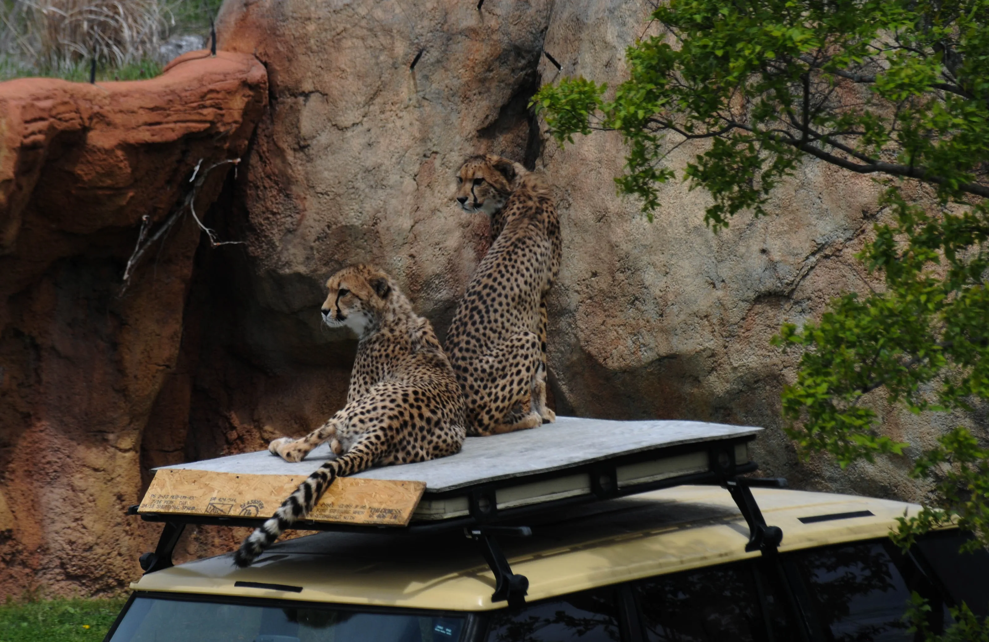 cheetahs at the zoo