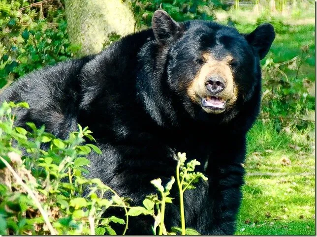 Black bear