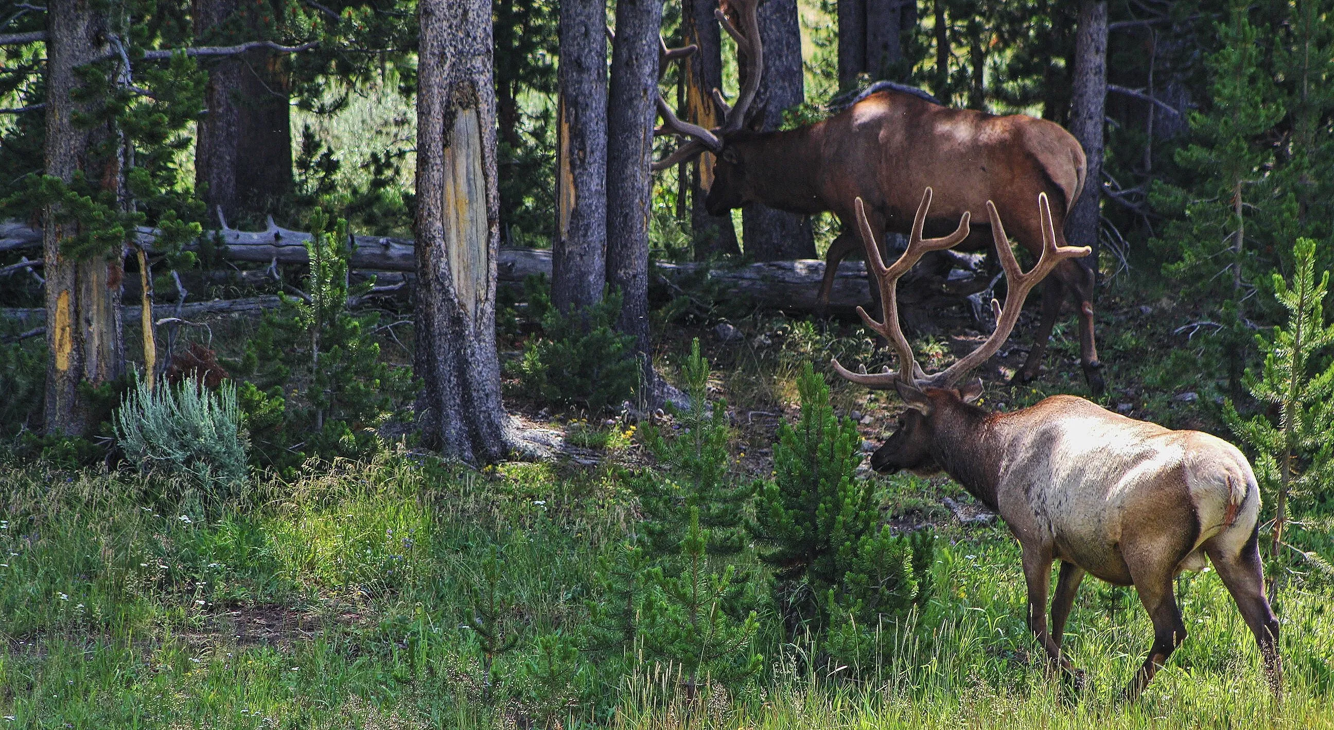 Rocky Mountain Elk