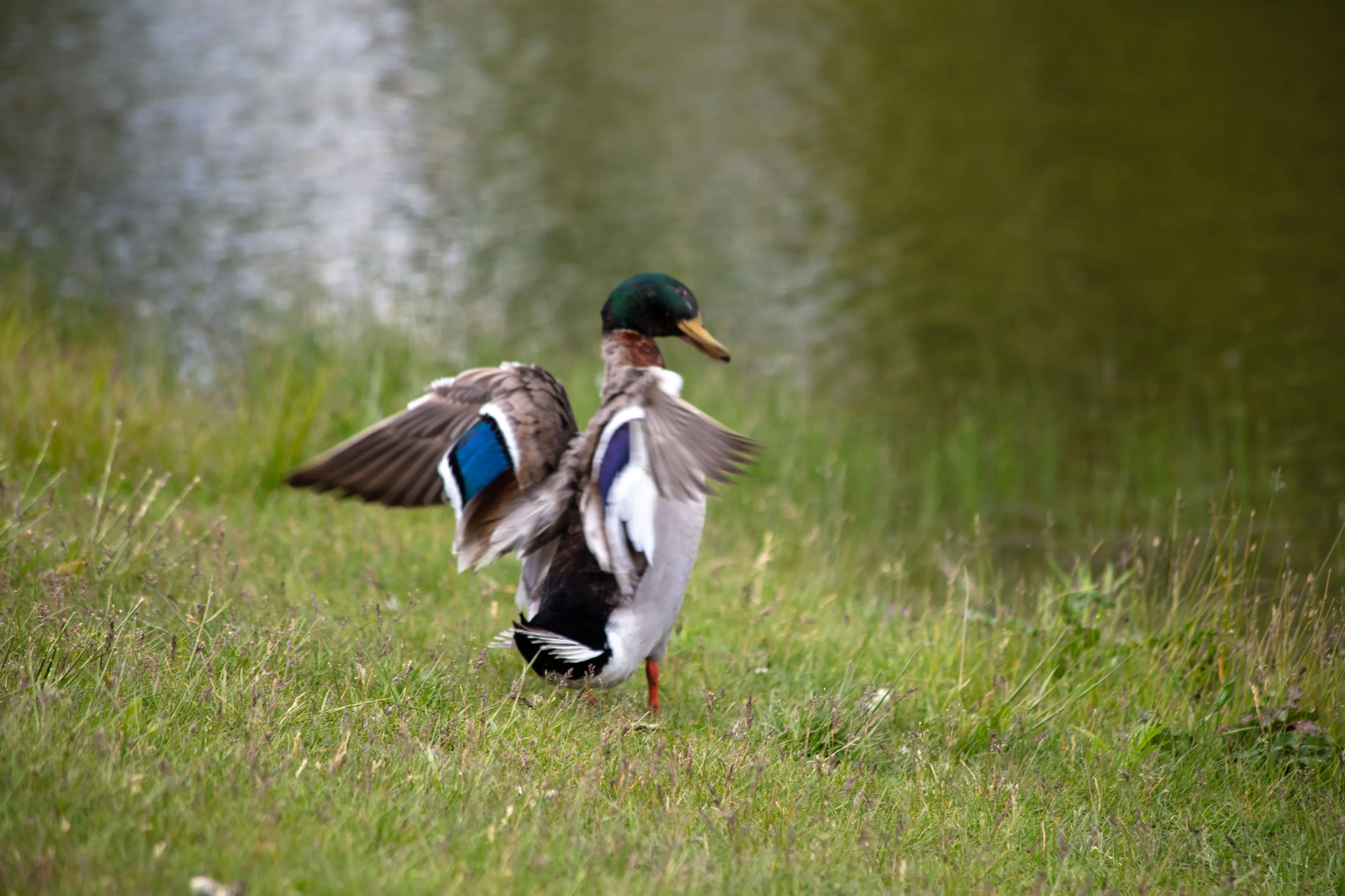 duck  🦆 wildlife