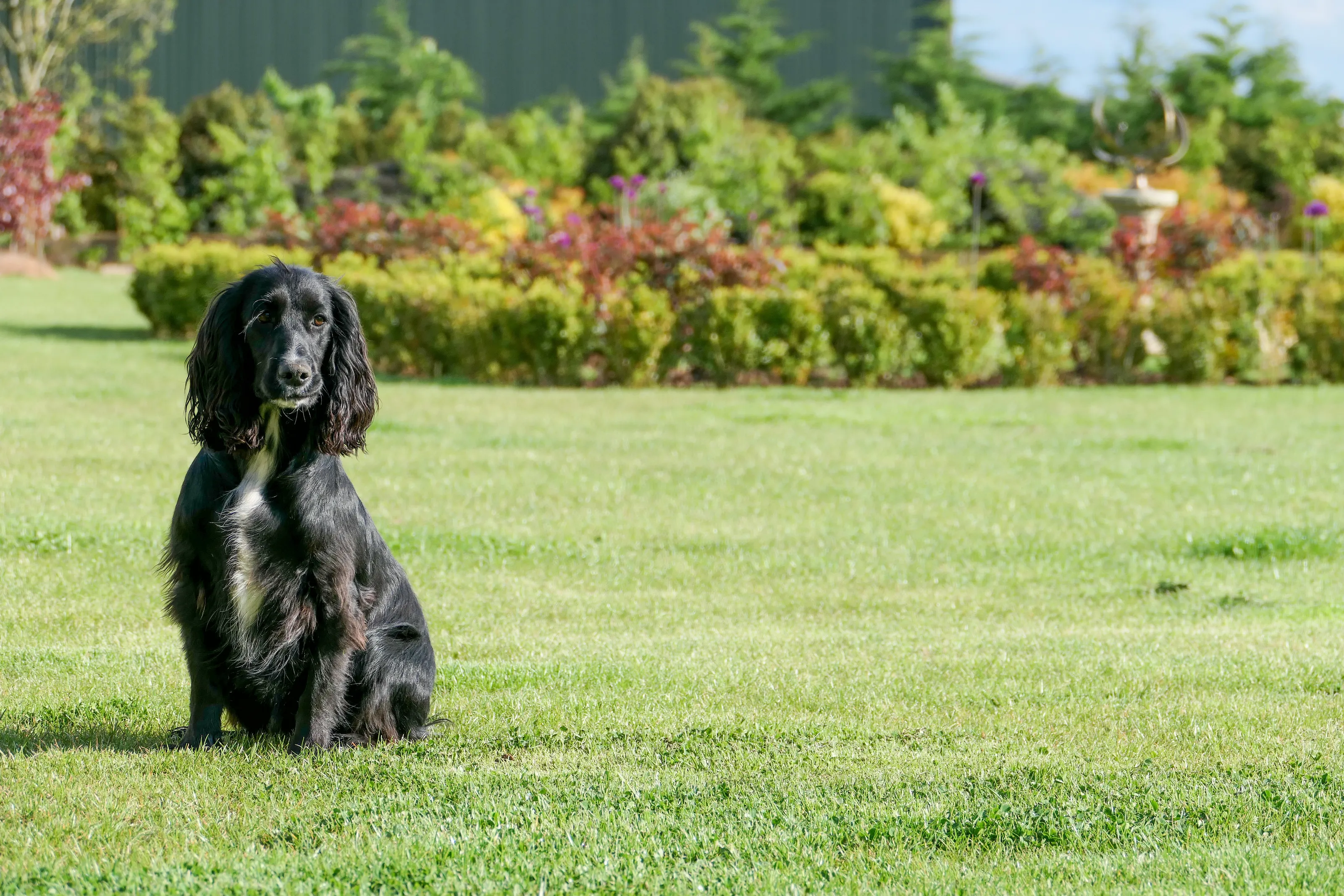 Cocker Spaniel       (Name -Digby)