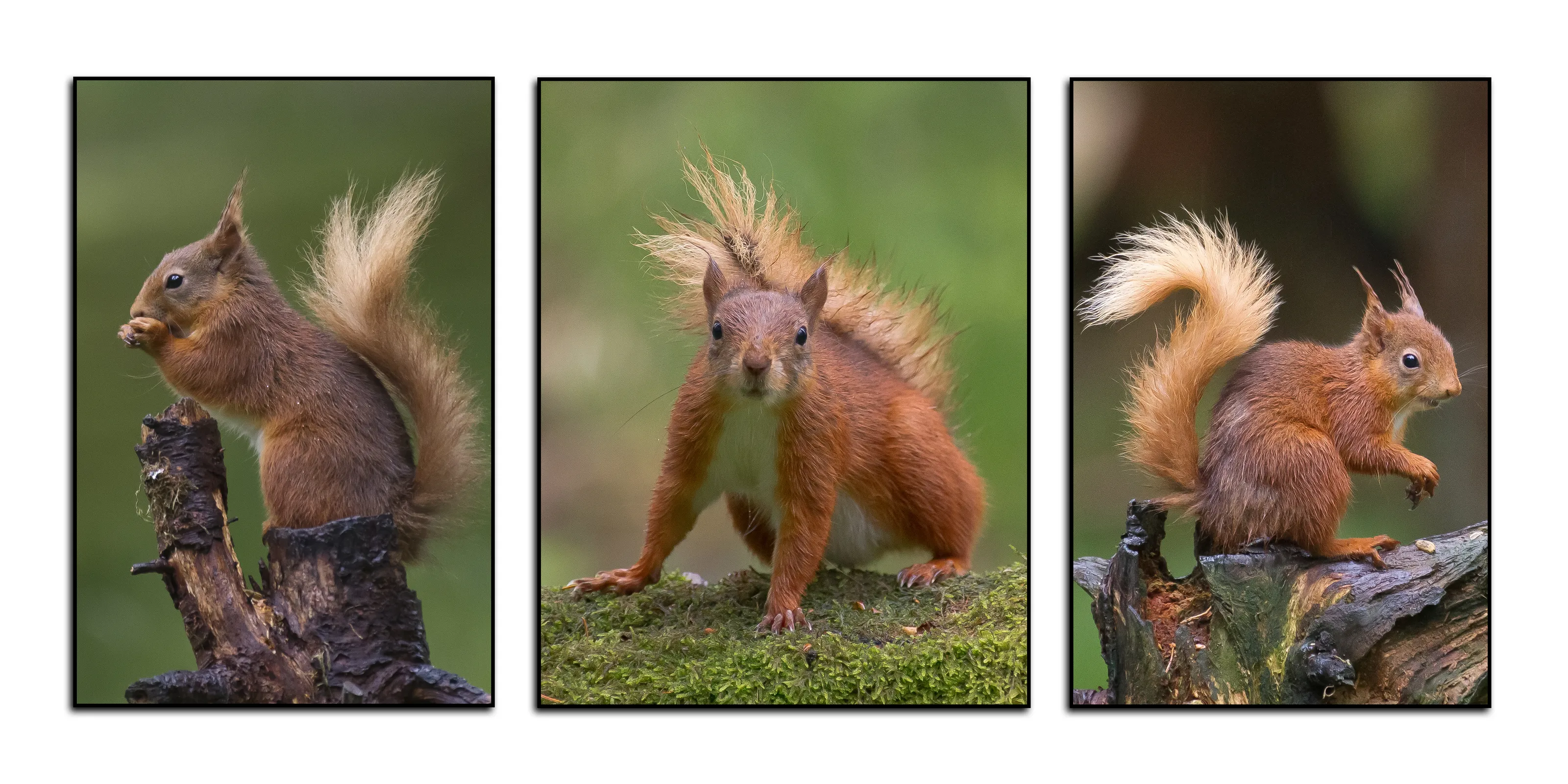 The Tufty Club