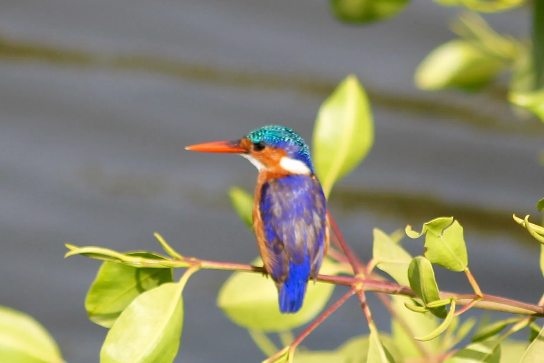 Kingfisher