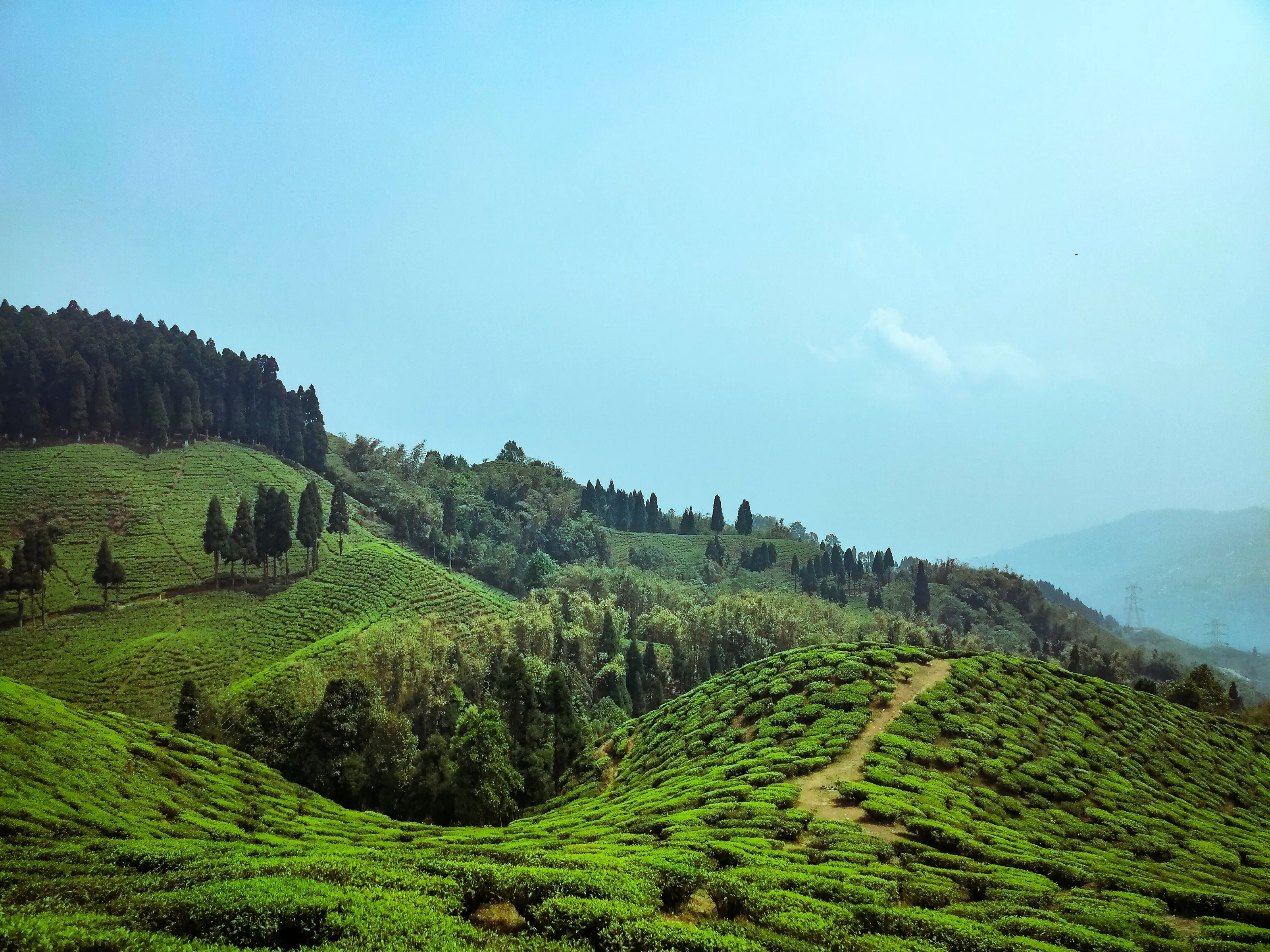 Blanket of tea