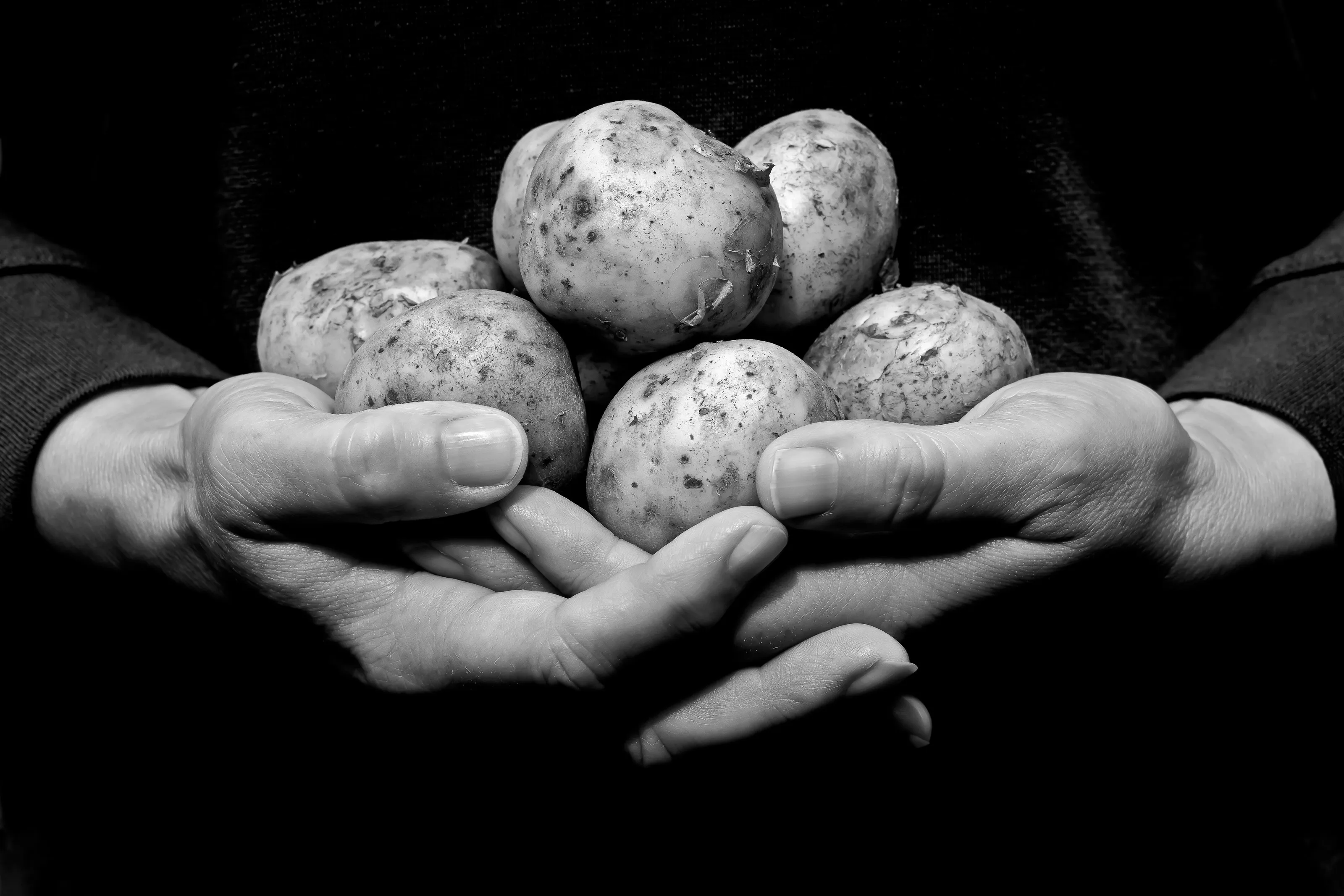Hands Holding New Potatoes