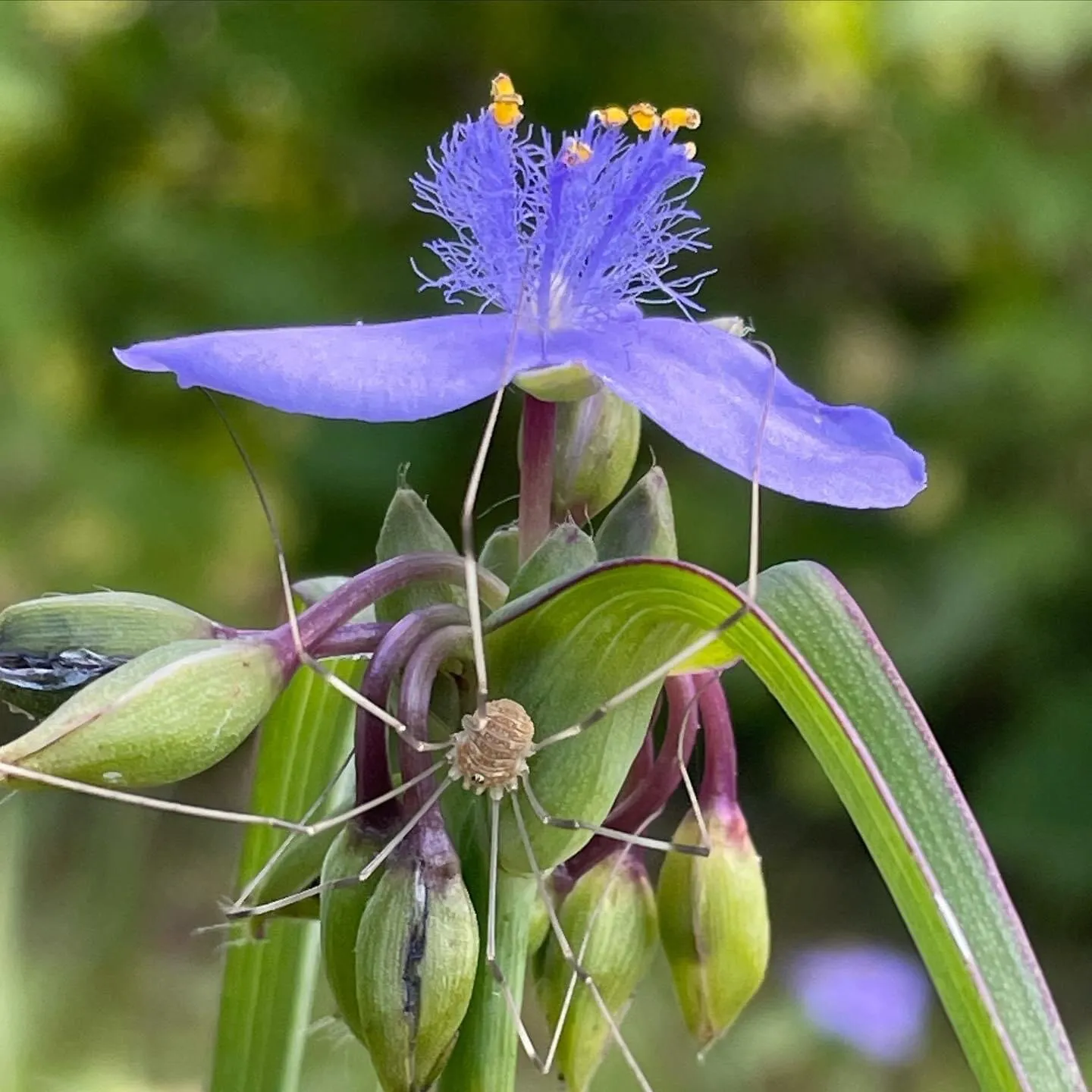 Spider on Spiderwort