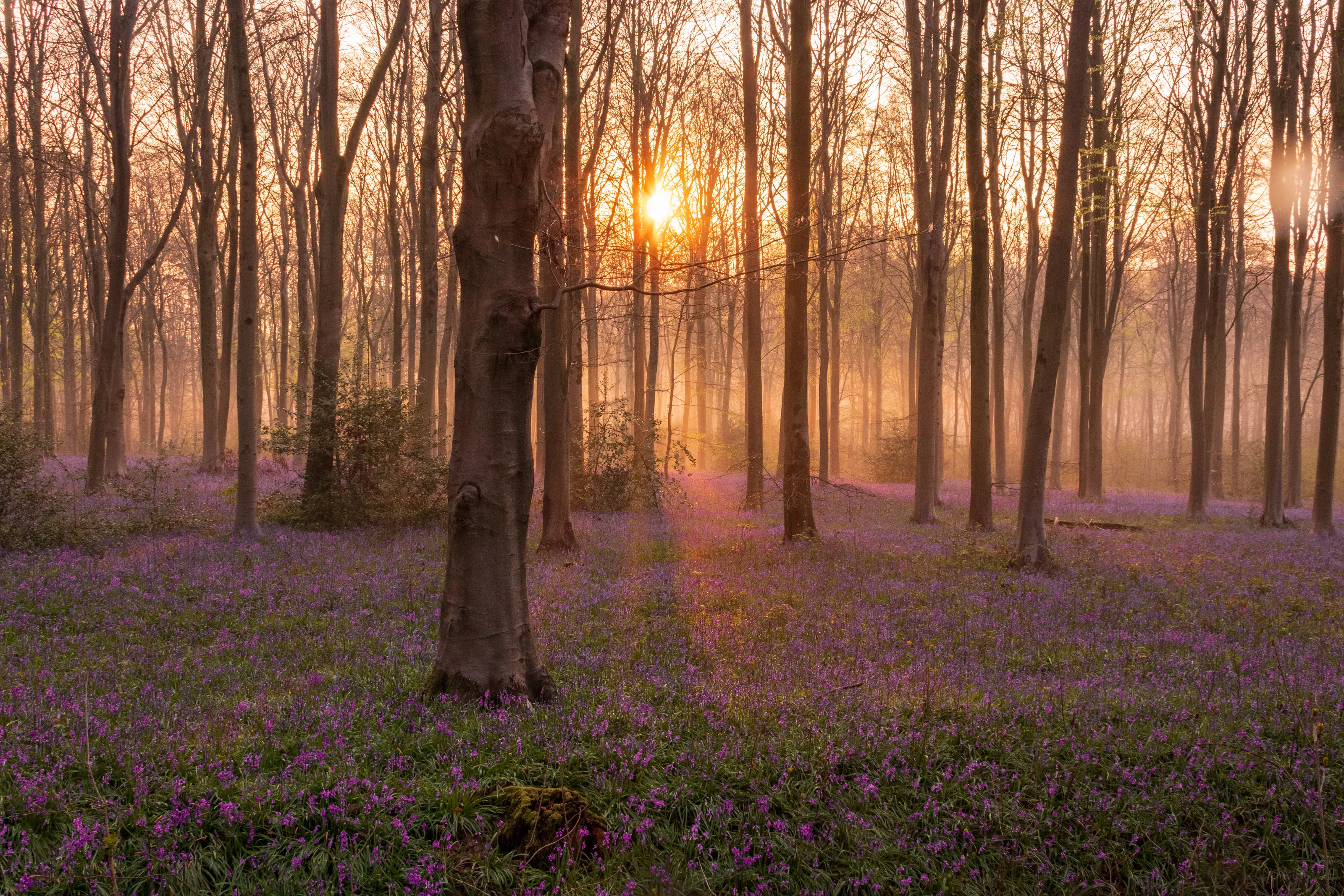 Morning light