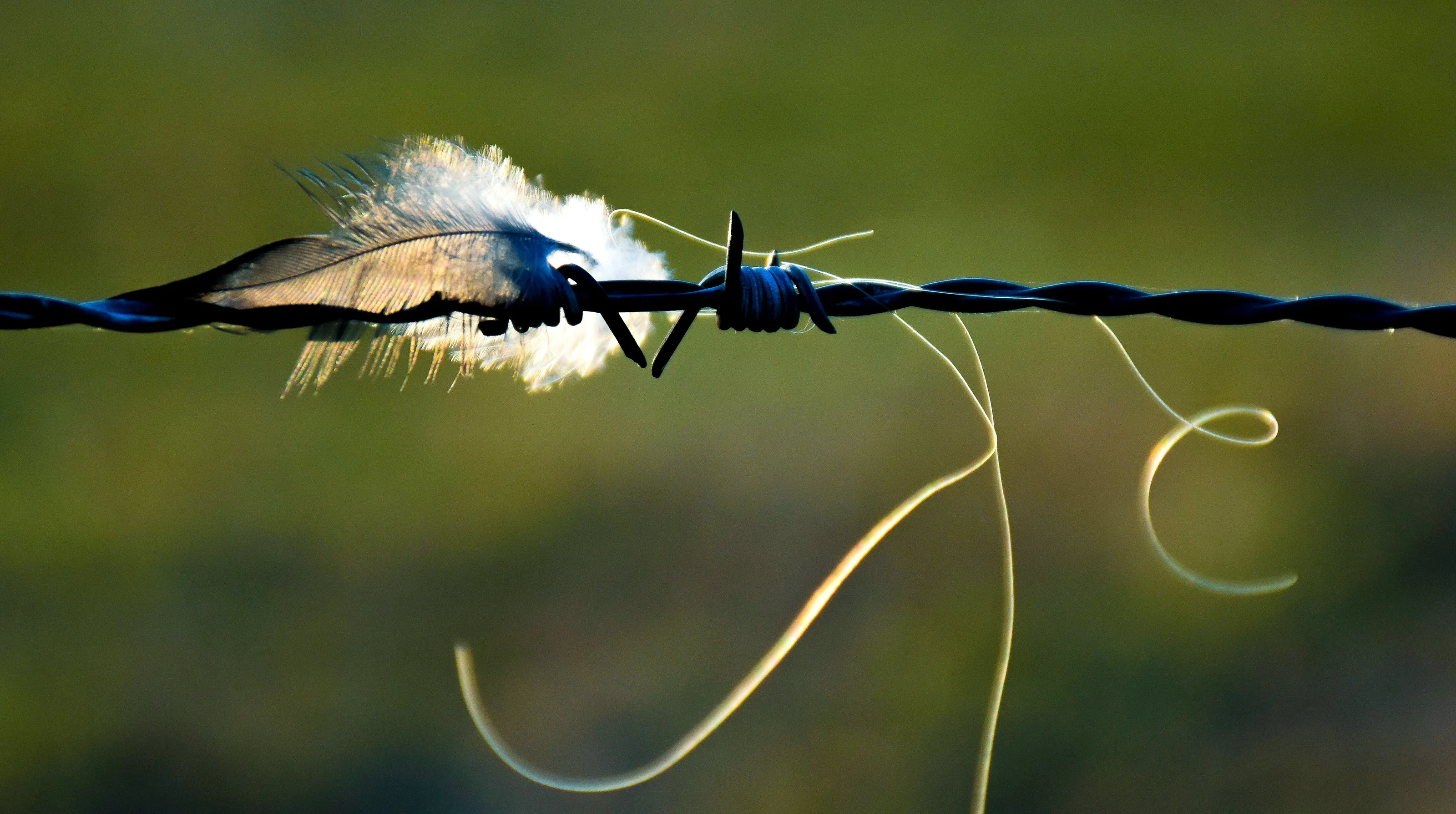 ON THE STRING