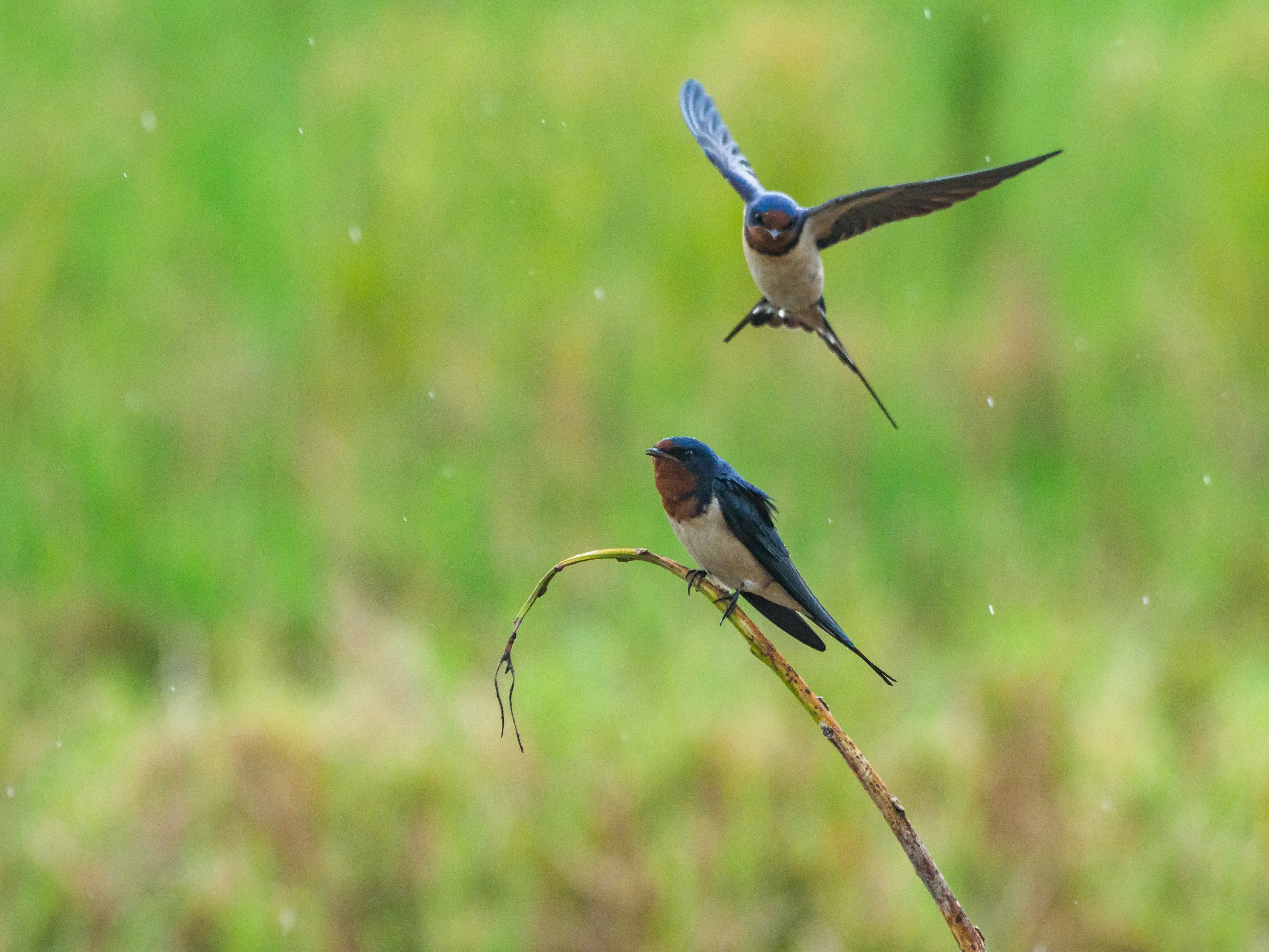 Birds