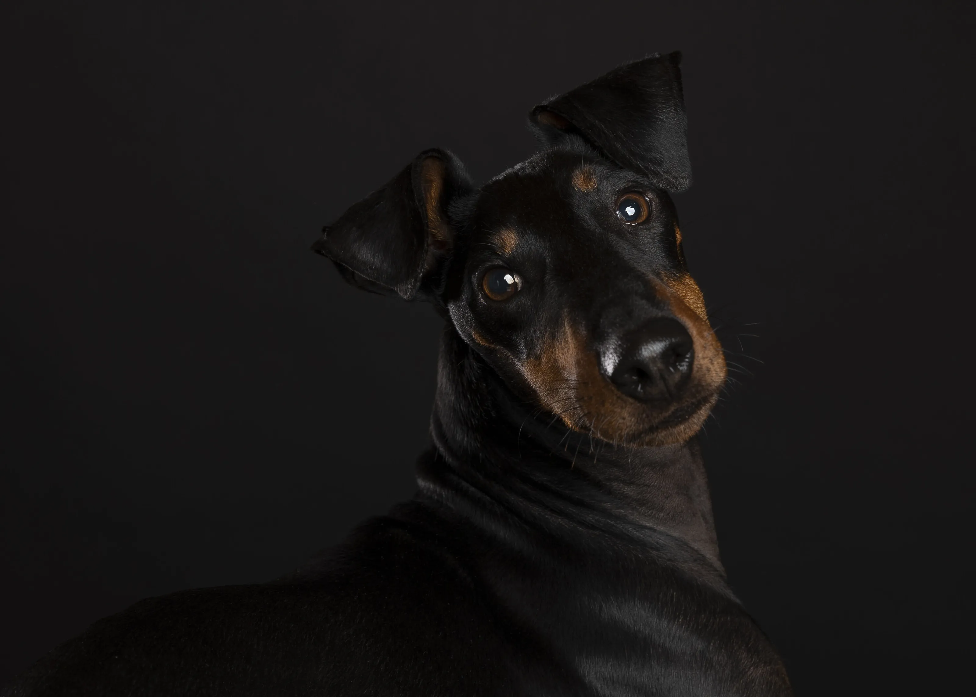 Breed Ambassador