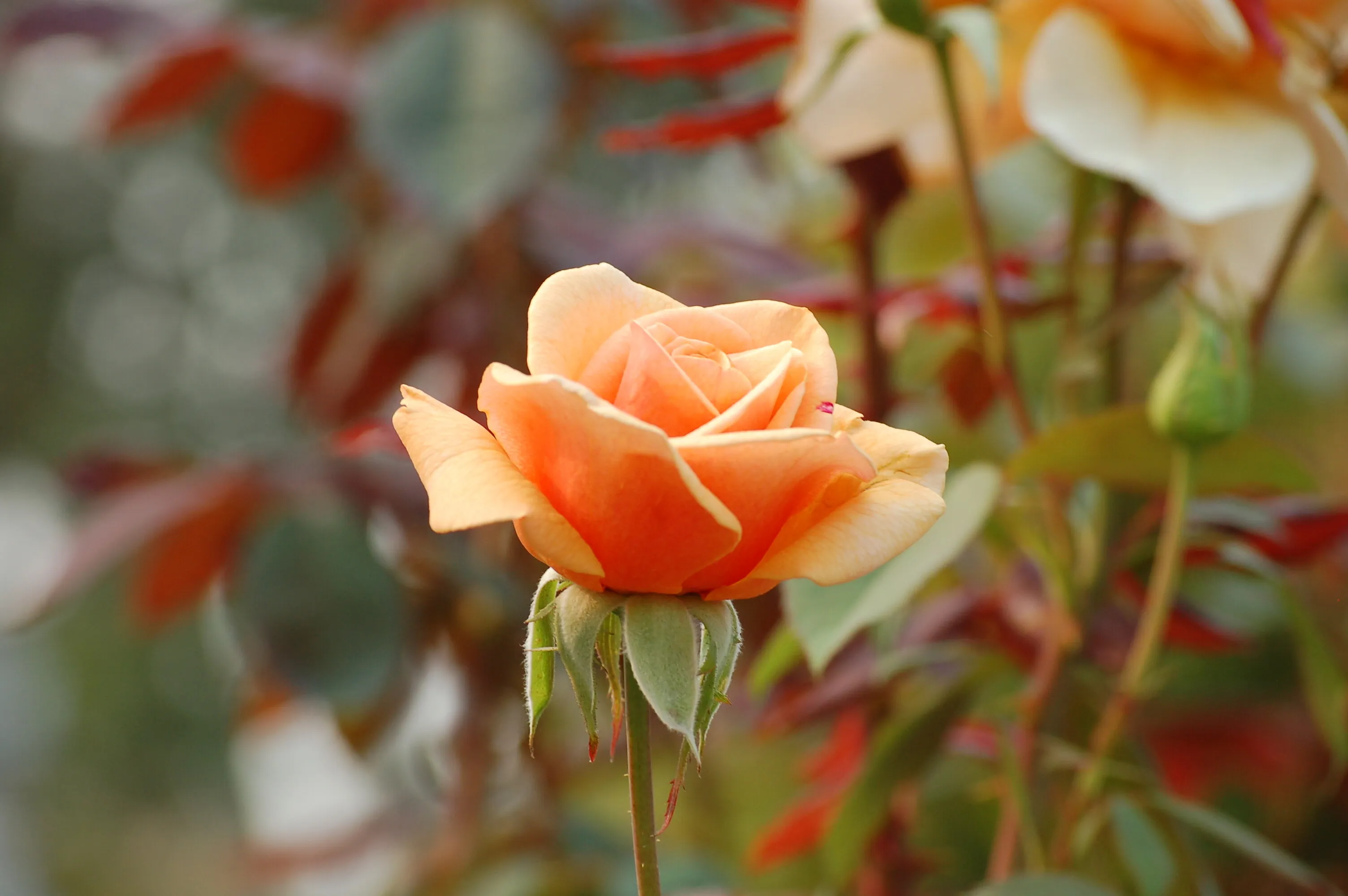 Lone Flower