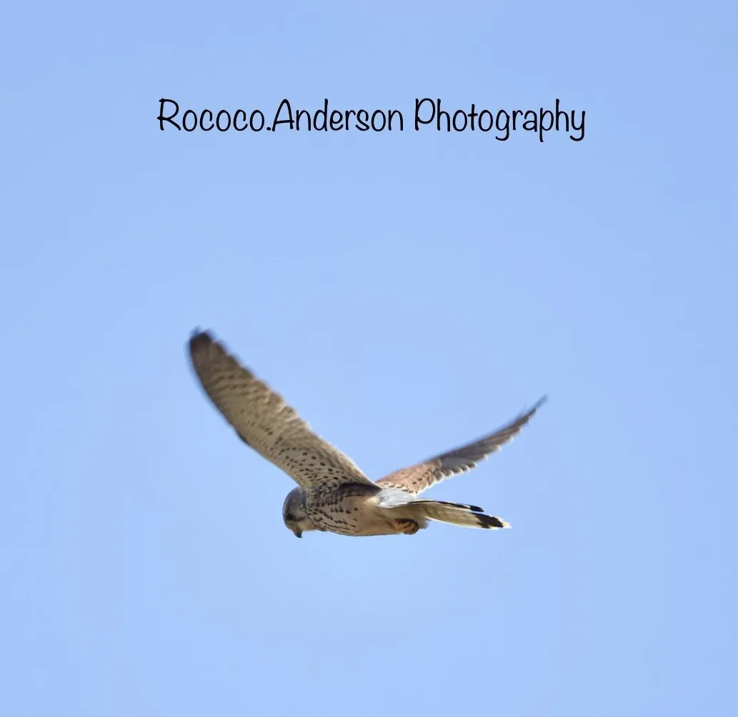 Kestrel