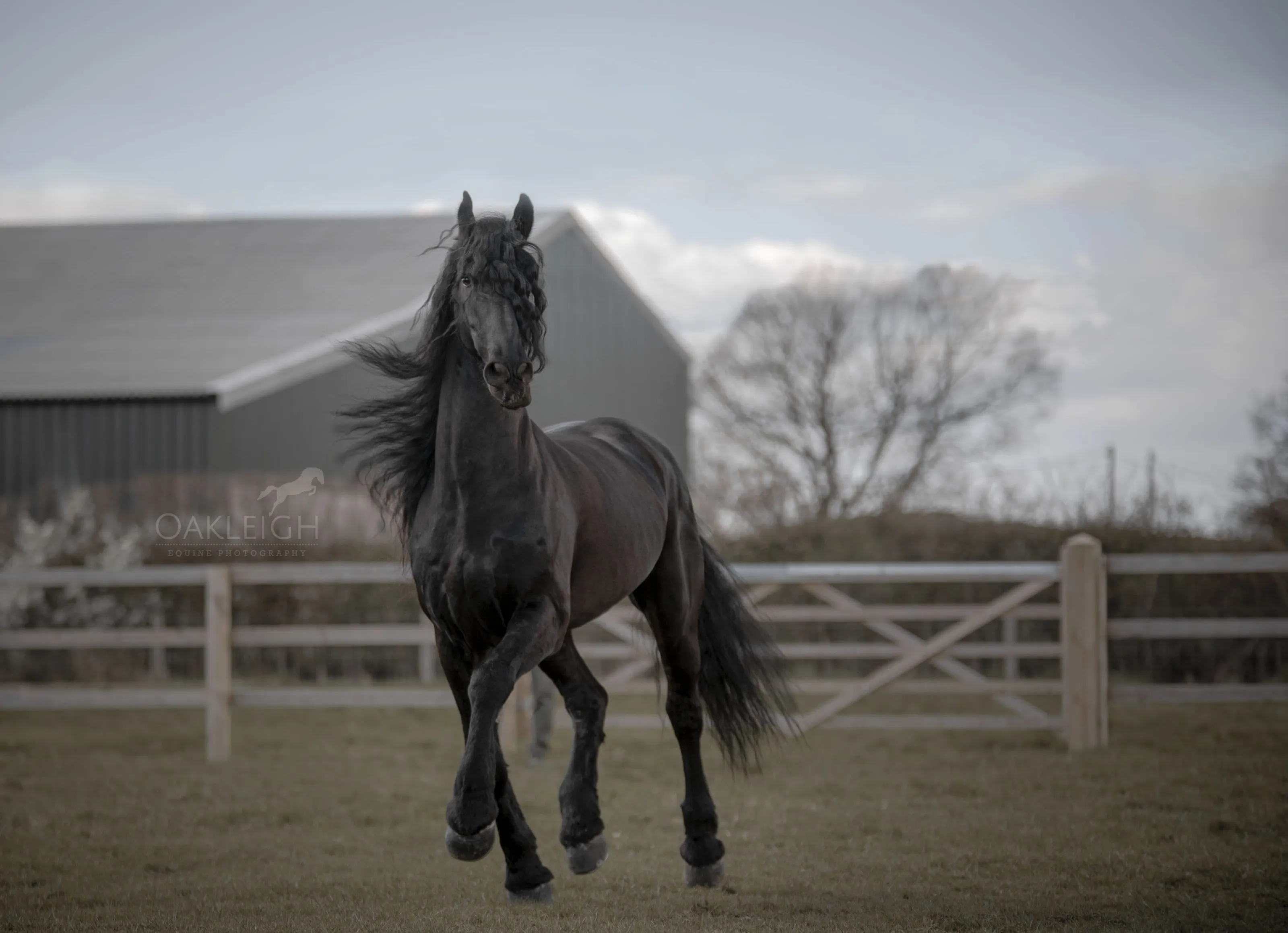 Majestic Stallion