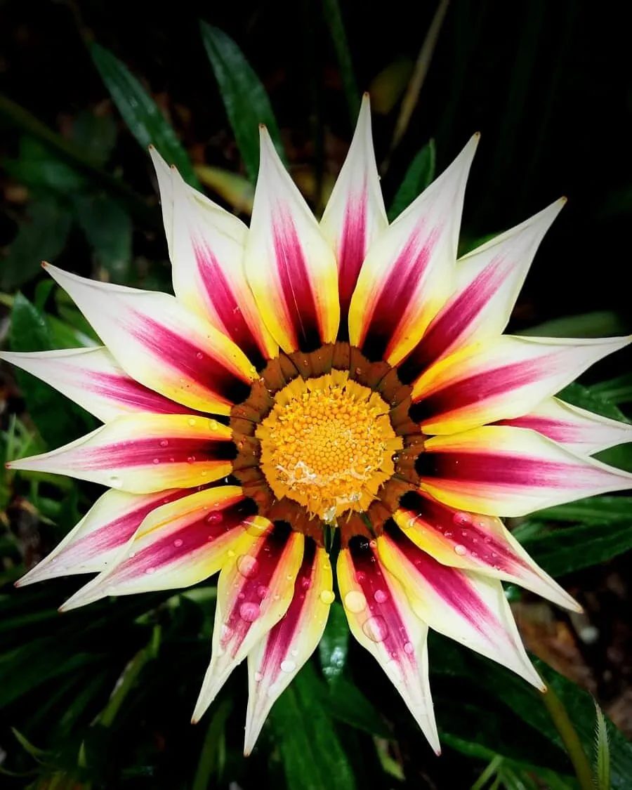 Treasure flower