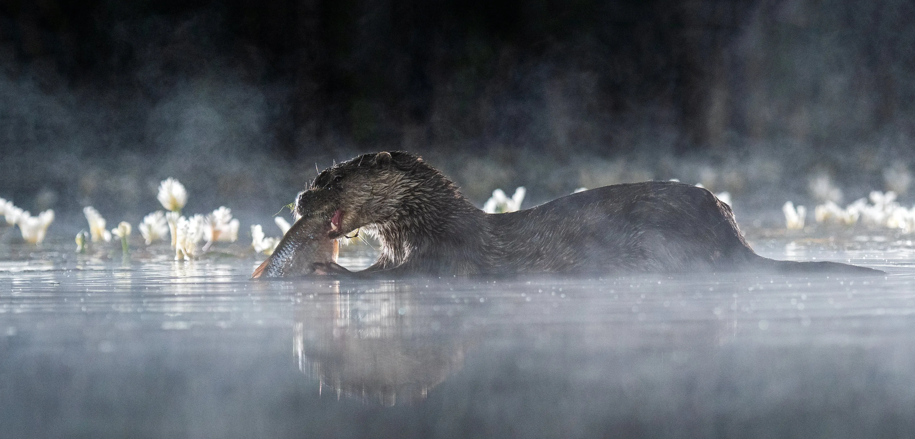Smoke on the water
