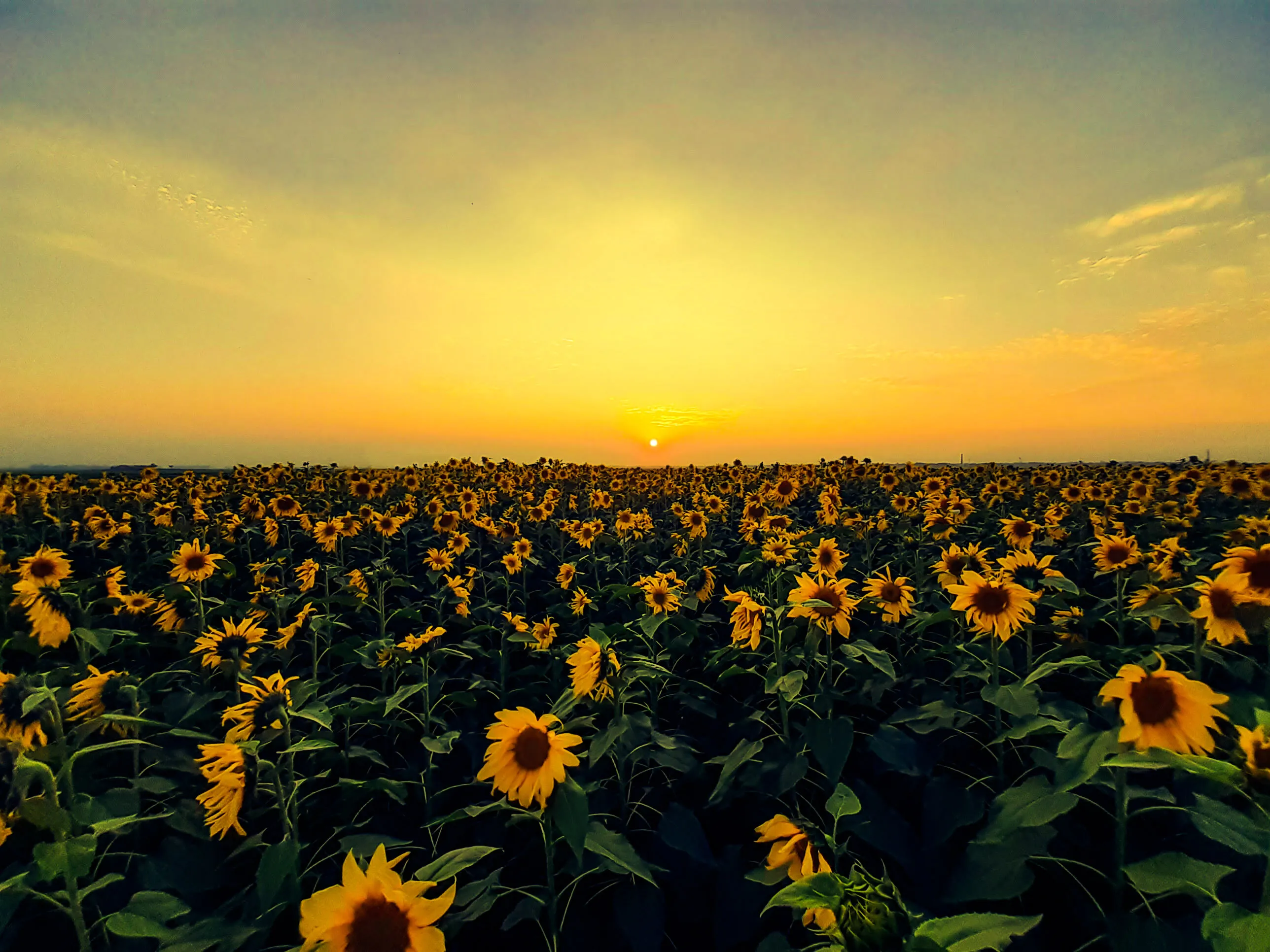 Sunflower World