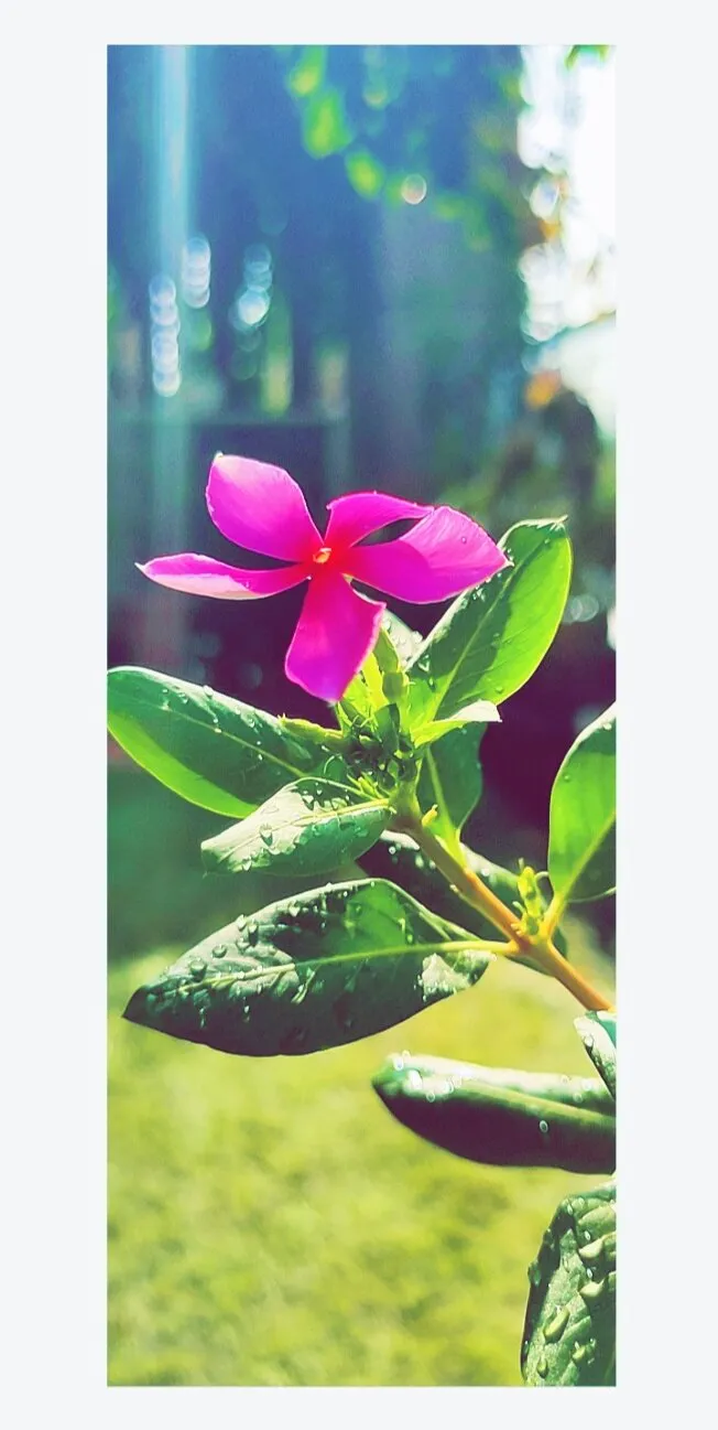 This photograph has been taken in early morning with some dew drops on a flower