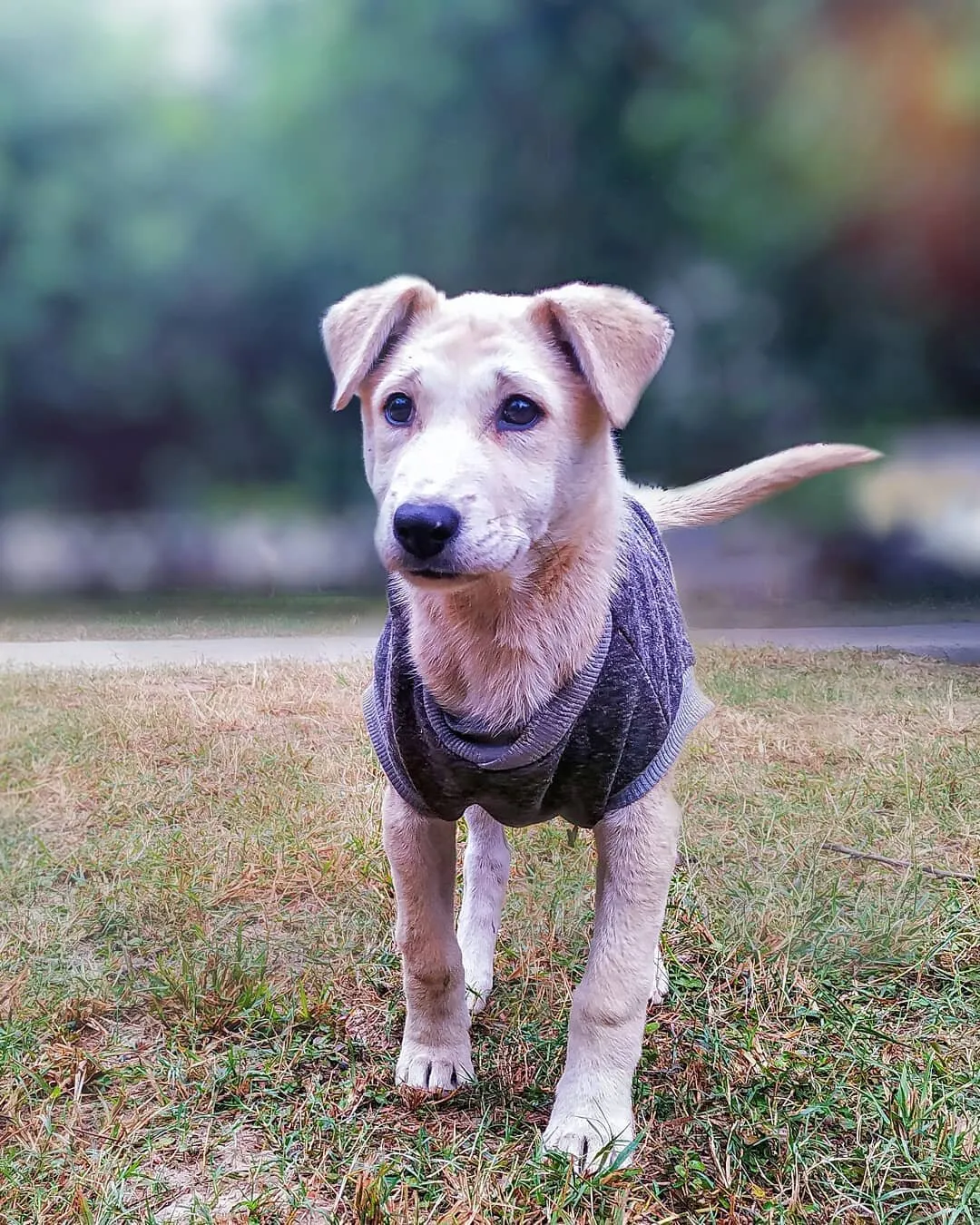 STRAY PUP